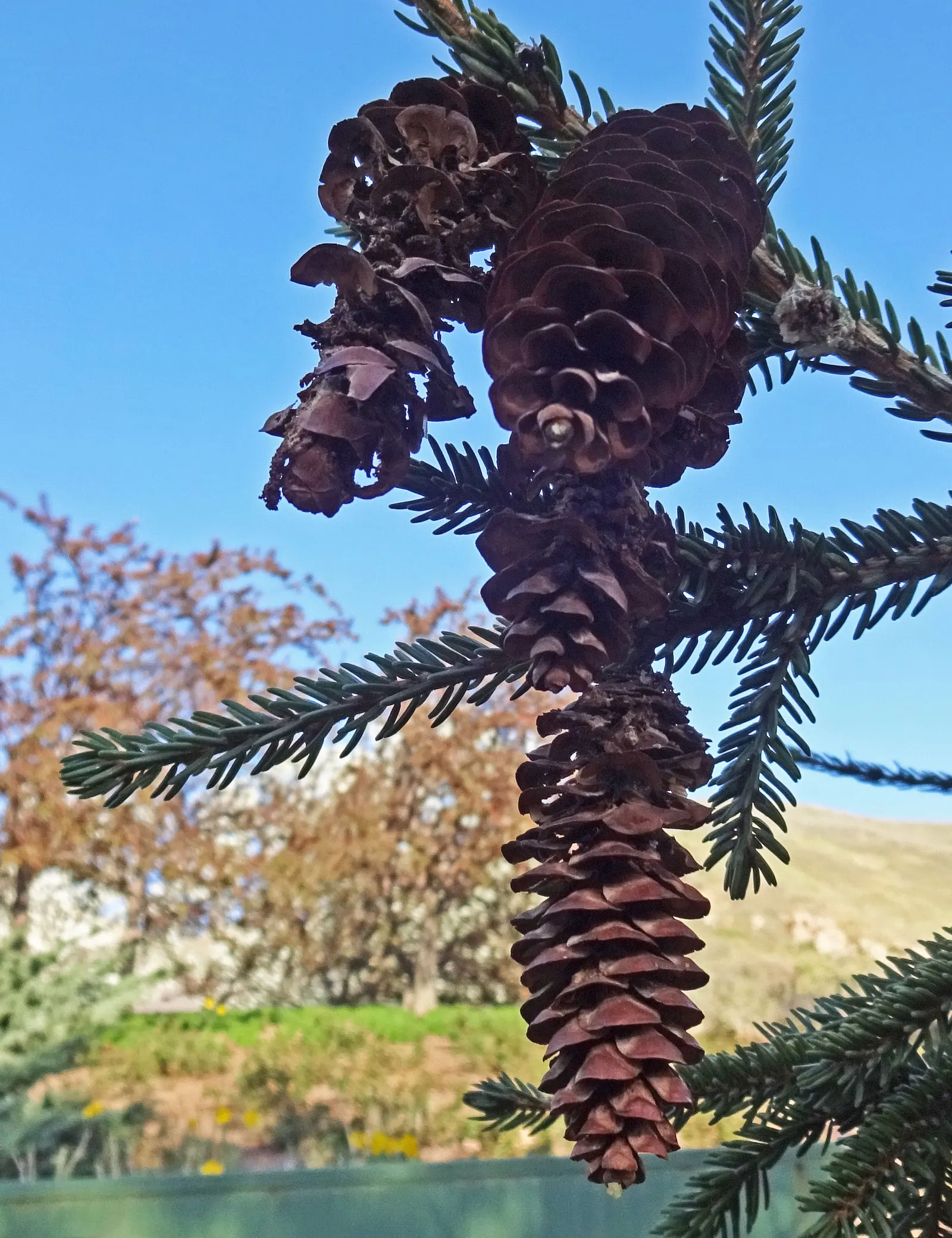 Oriental Spruce (Picea Orientalis) — it reaches 50-60 feet in height and 20-30 feet in width; its dark green needles, measuring about 0.5 inches, image 51