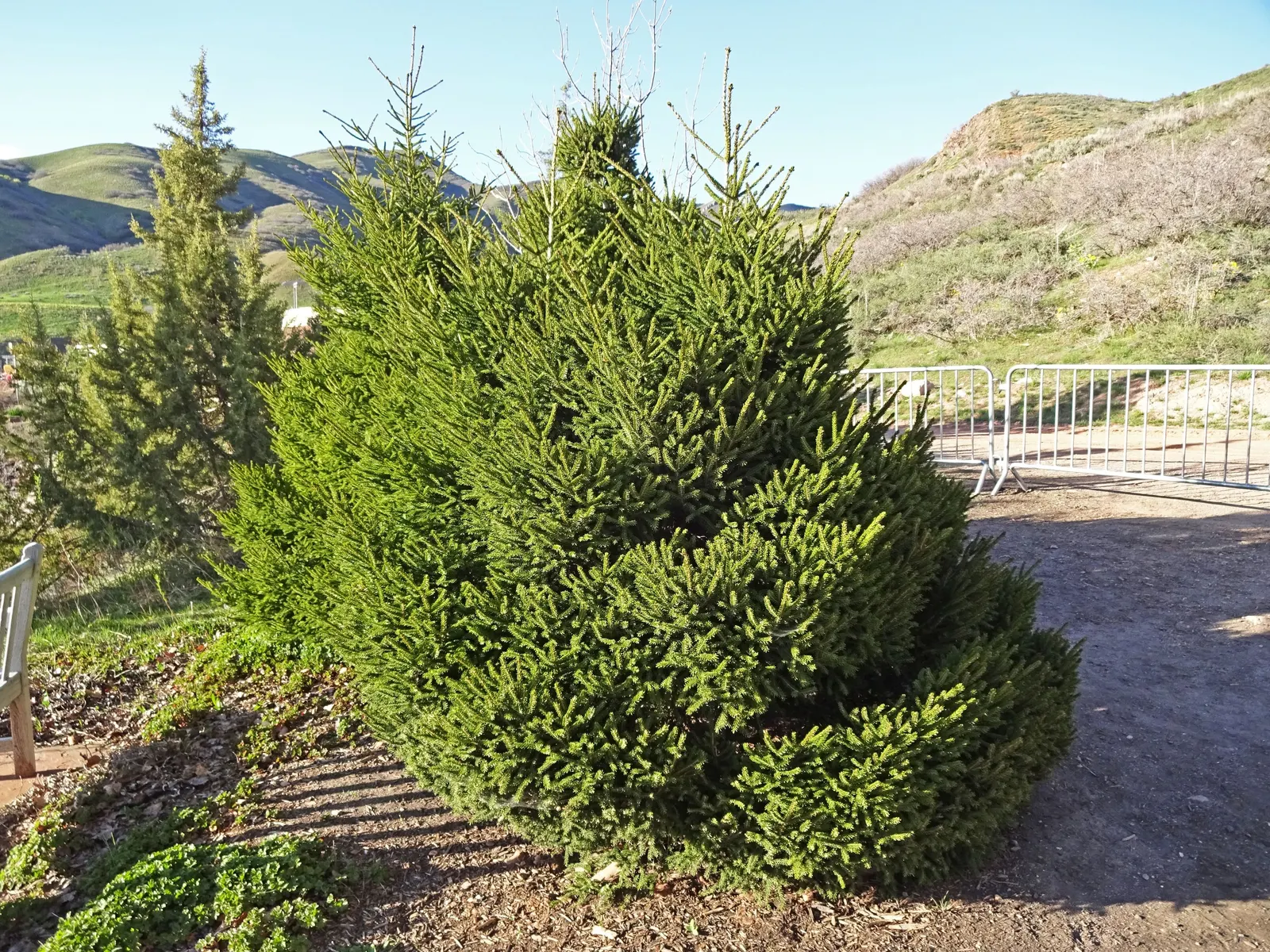 Oriental Spruce (Picea Orientalis) — is a majestic conifer that serves as an exquisite focal point in any landscape design
