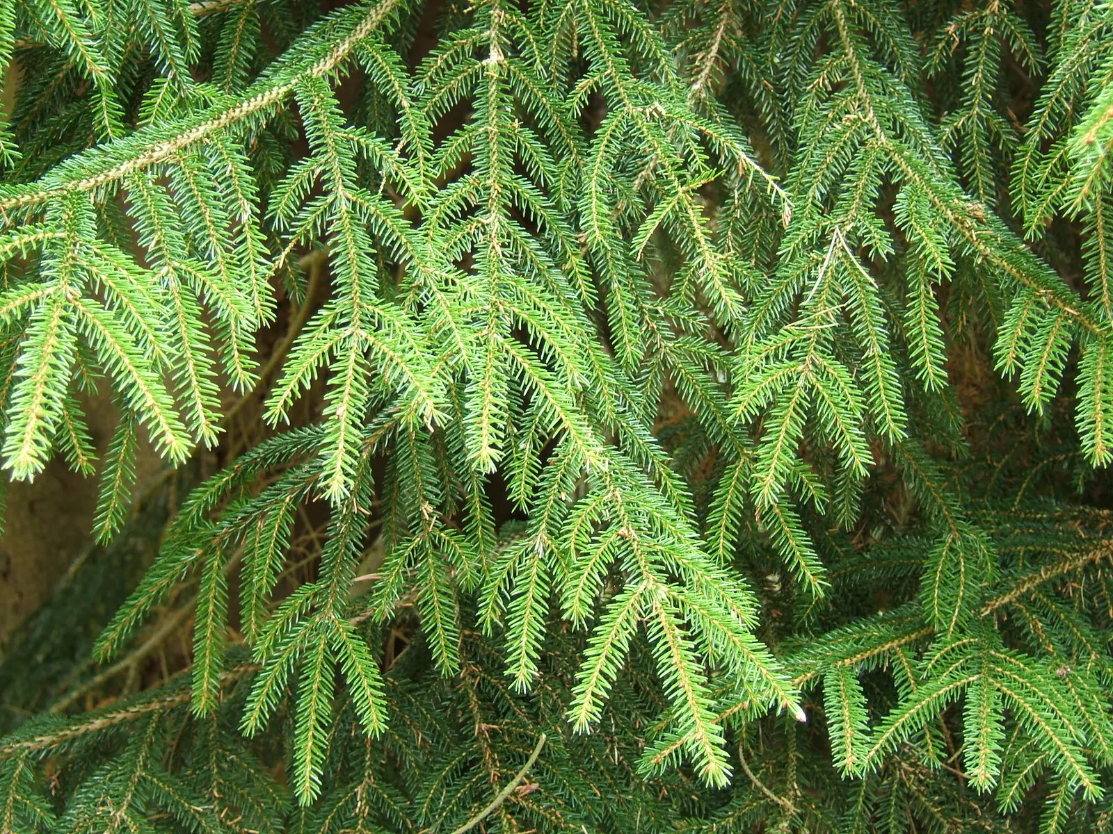 Oriental Spruce (Picea Orientalis) — Ideal for focal points and formal landscapes; conifer / tree for full or half