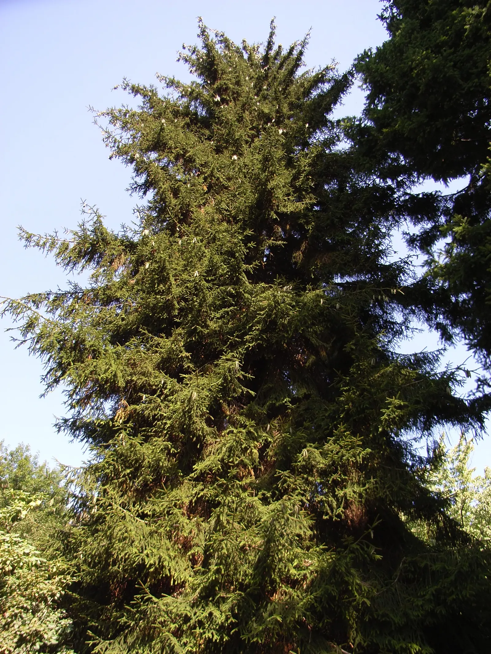 Oriental Spruce (Picea Orientalis) — this species is esteemed for its dense