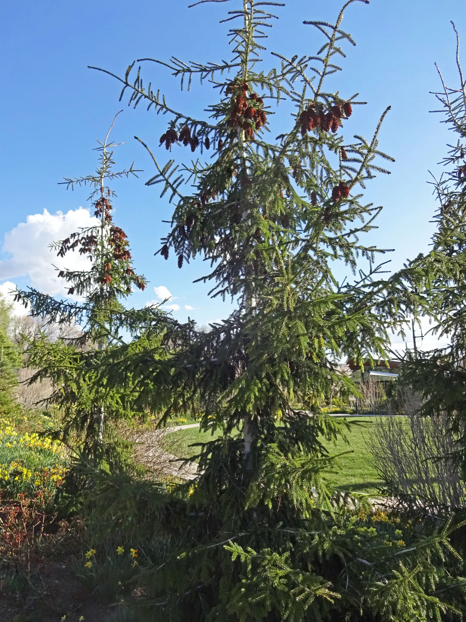Oriental Spruce (Picea Orientalis) — Provide this tree with an occasional deep watering during dry spells
