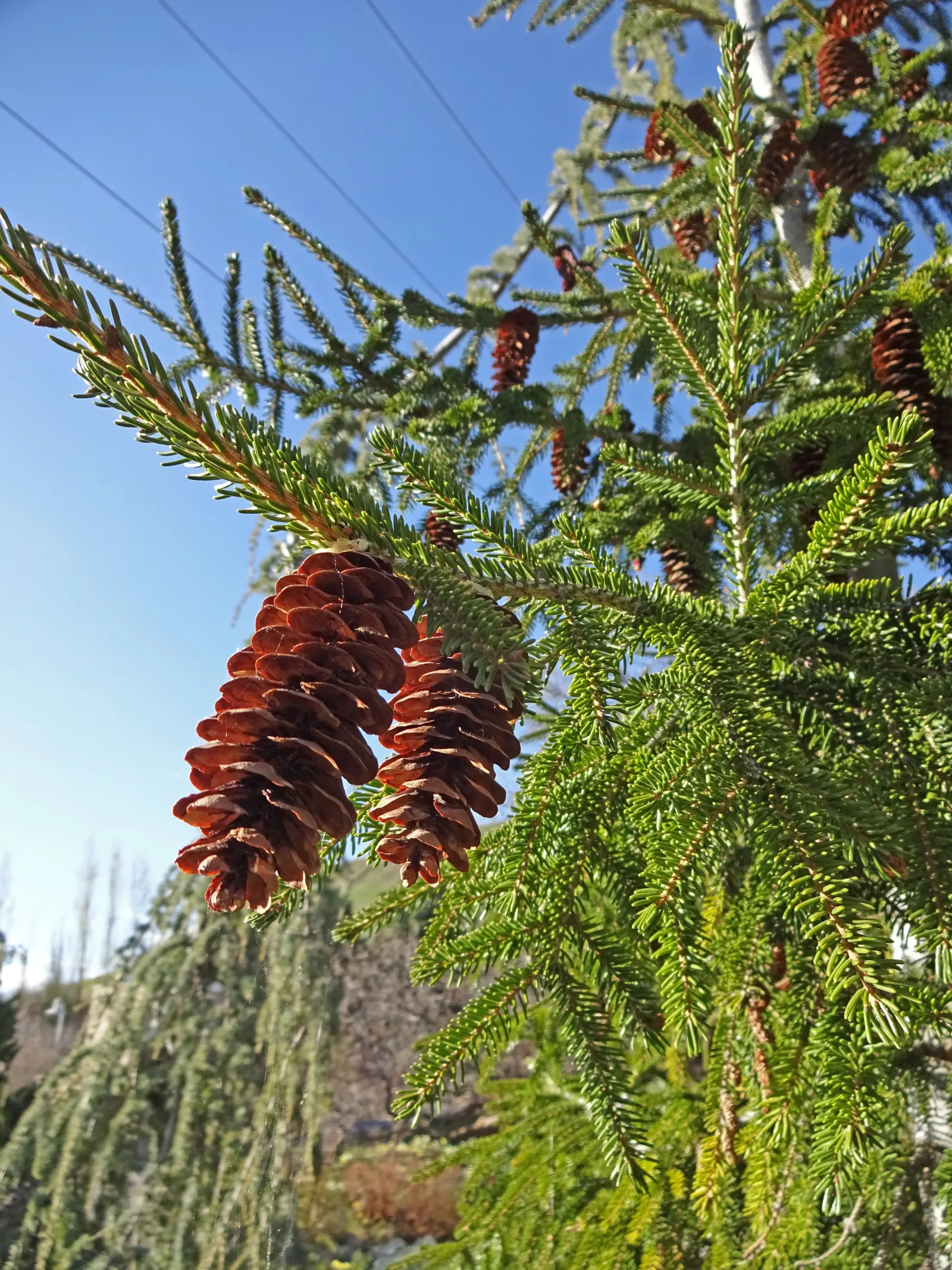 Oriental Spruce (Picea Orientalis) — the Oriental Spruce demands well-drained; the Oriental Spruce (Picea orientalis) is a majestic evergreen with, image 44