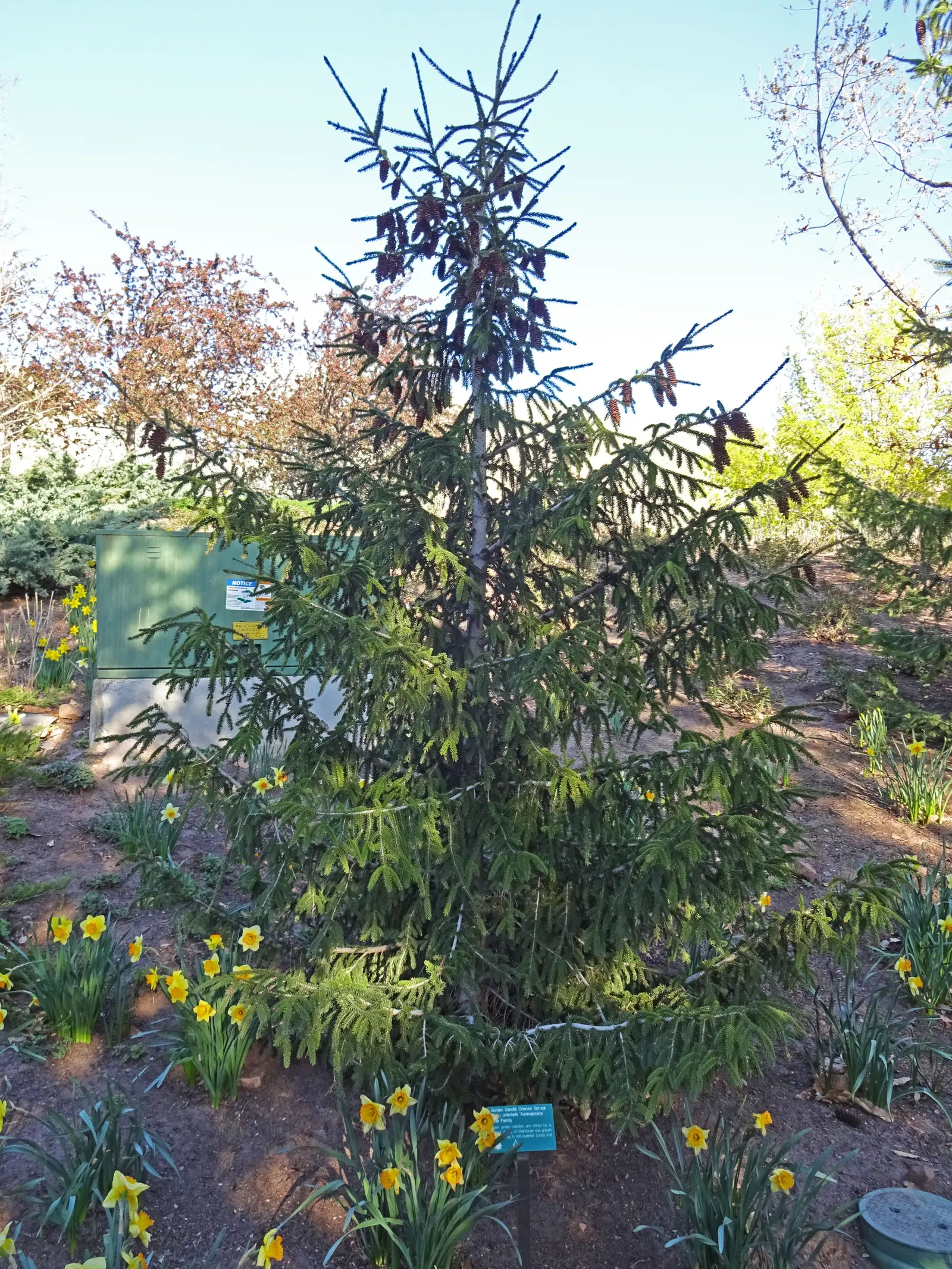 Oriental Spruce (Picea Orientalis) — purplish cones that mature to a lovely brown; this spruce variety boasts an array of petite, image 59