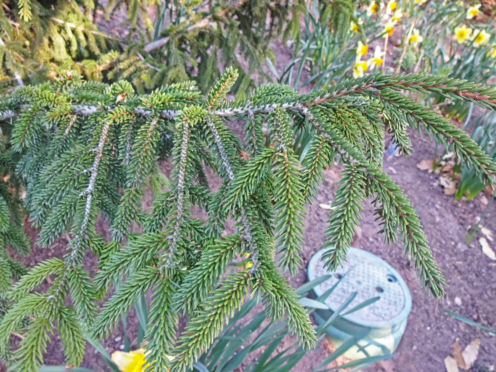 Oriental Spruce (Picea Orientalis) — Hardy in Zones 4-7, it thrives in full sun to partial shade and prefers well-drained soil; symmetrical growth, image 52