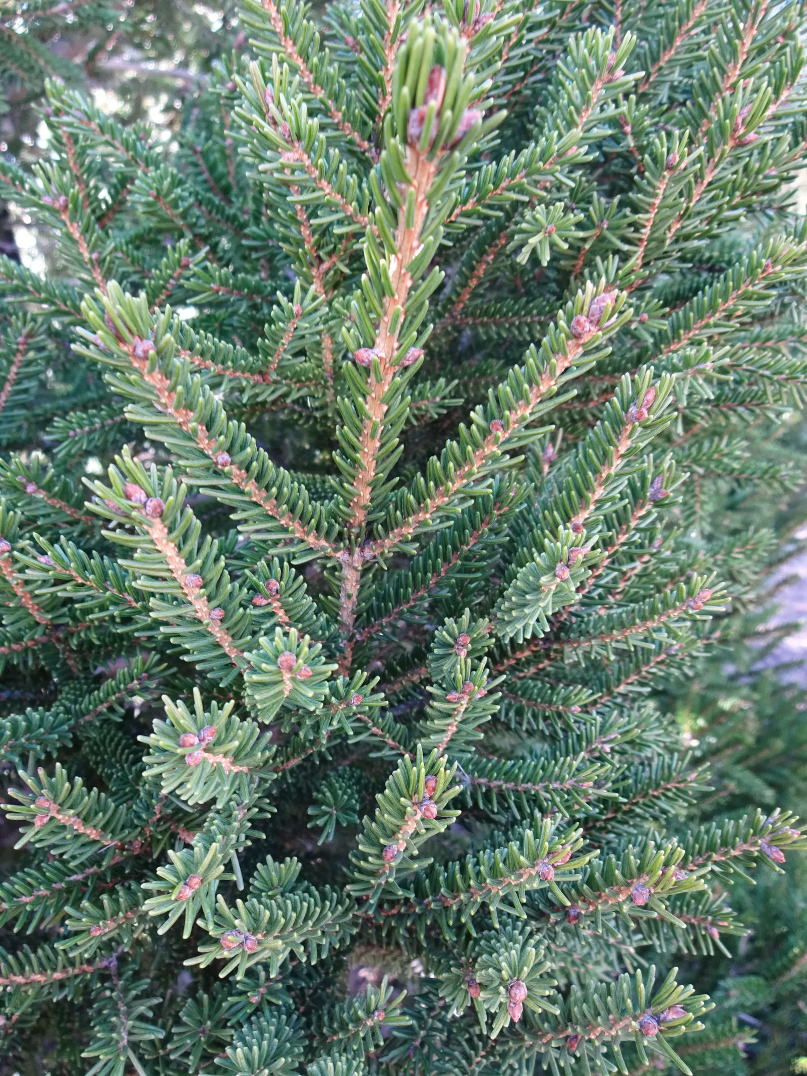 Oriental Spruce (Picea Orientalis) — Provide this tree with an occasional deep watering during dry spells; and it will remain a resplendent fixture in your