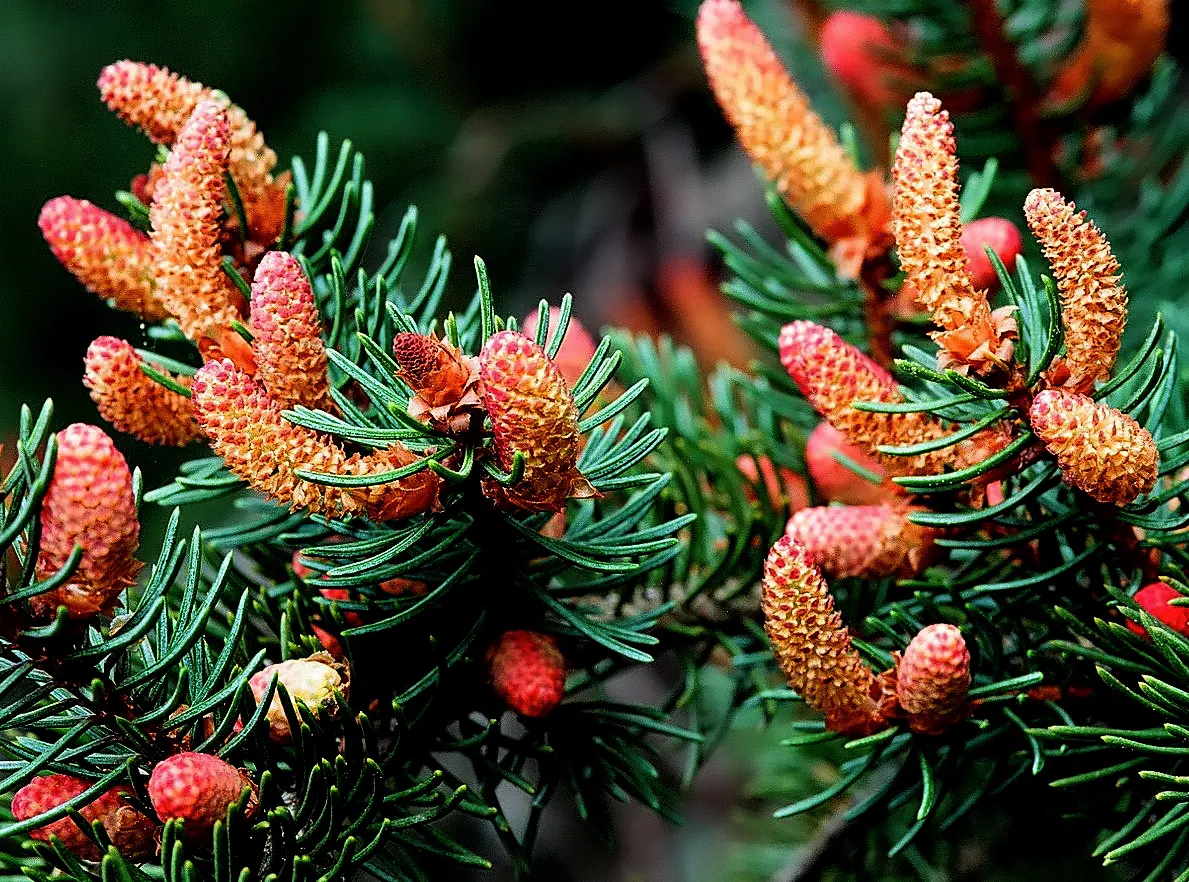 Oriental Spruce (Picea Orientalis) — the Oriental Spruce demands well-drained; the Oriental Spruce (Picea orientalis) is a majestic evergreen with dense, lush