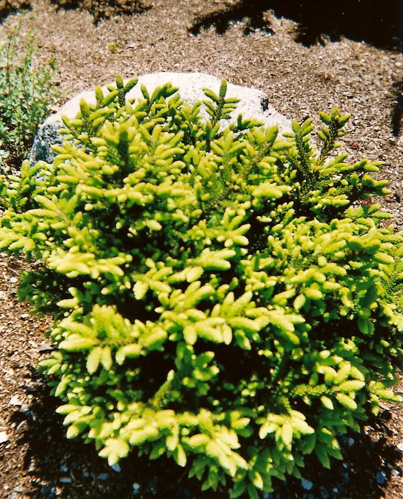 Oriental Spruce (Picea Orientalis) — symmetrical growth habit and pyramidal shape