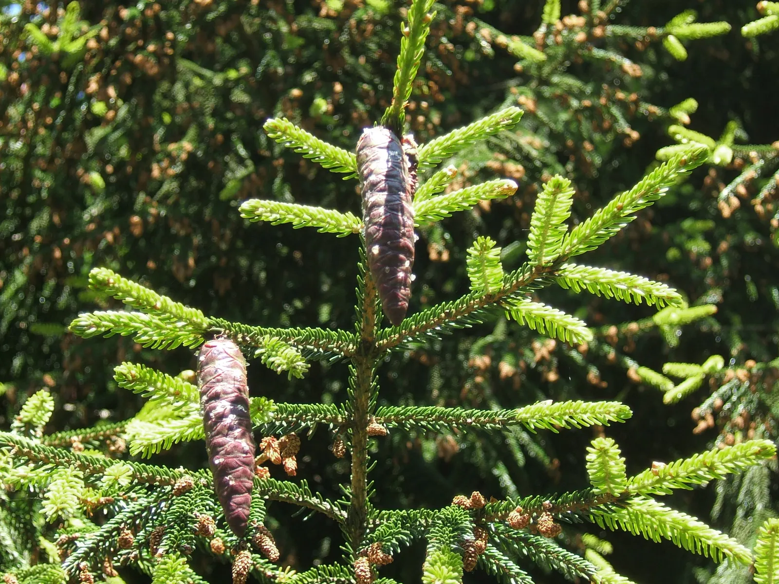 Oriental Spruce (Picea Orientalis) — the Oriental Spruce demands well-drained