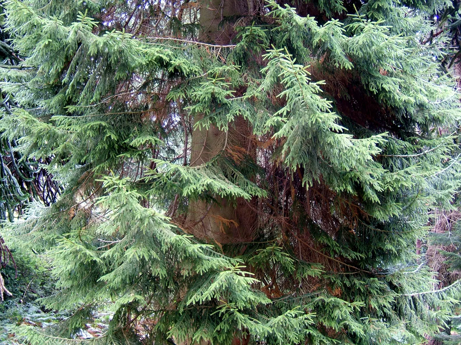 Oriental Spruce (Picea Orientalis) — it reaches 50-60 feet in height and 20-30 feet in width; its dark green needles, measuring about 0.5 inches long, are