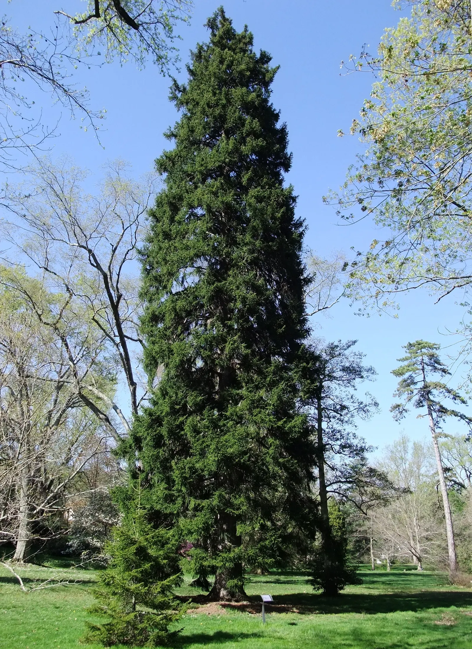 Oriental Spruce (Picea Orientalis) — is a majestic conifer that serves as an exquisite focal point in any landscape design; hailing from the Eastern Black Sea