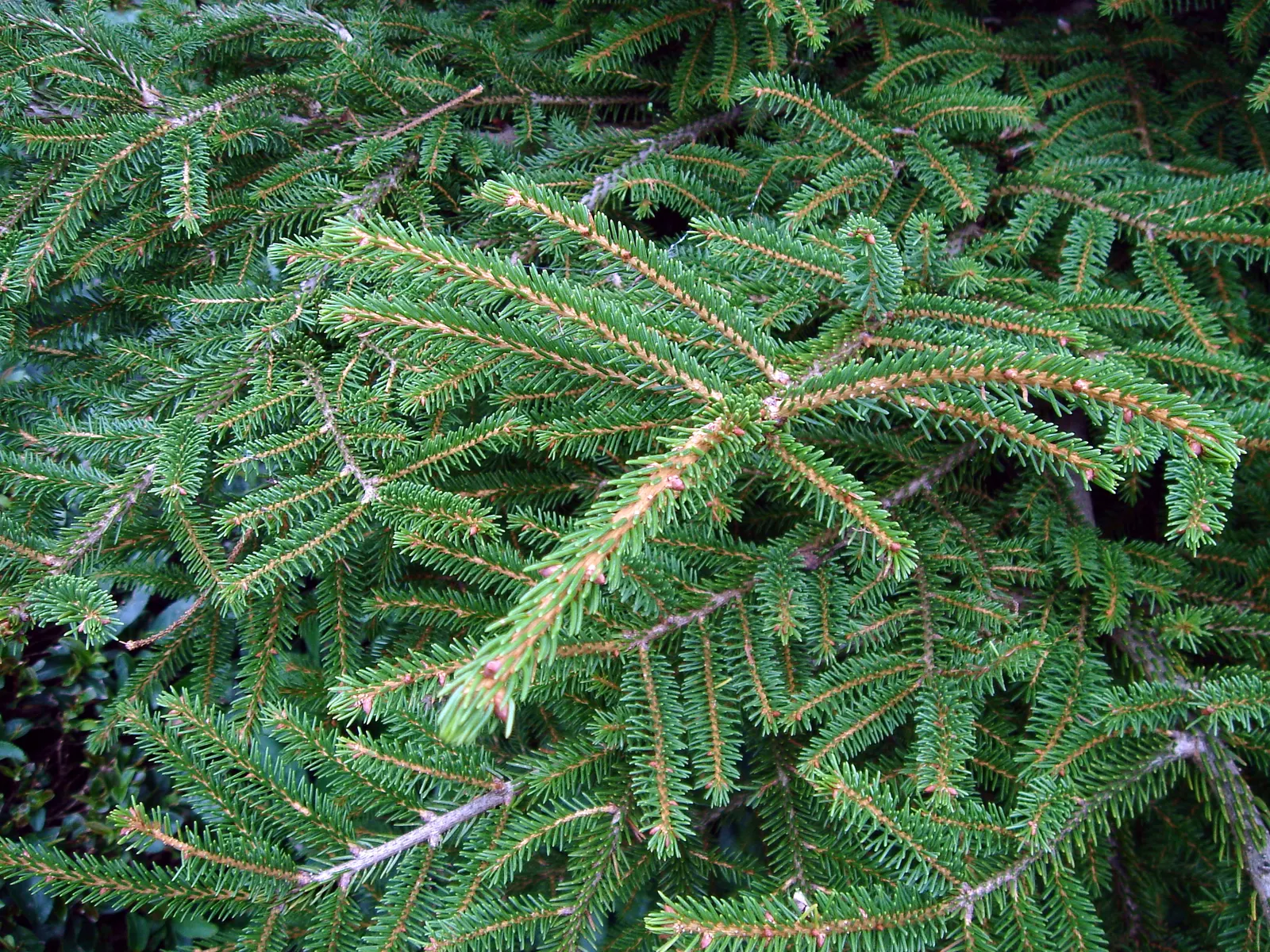 Oriental Spruce (Picea Orientalis) — Ideal for focal points and formal landscapes; conifer / tree for full or half, image 37