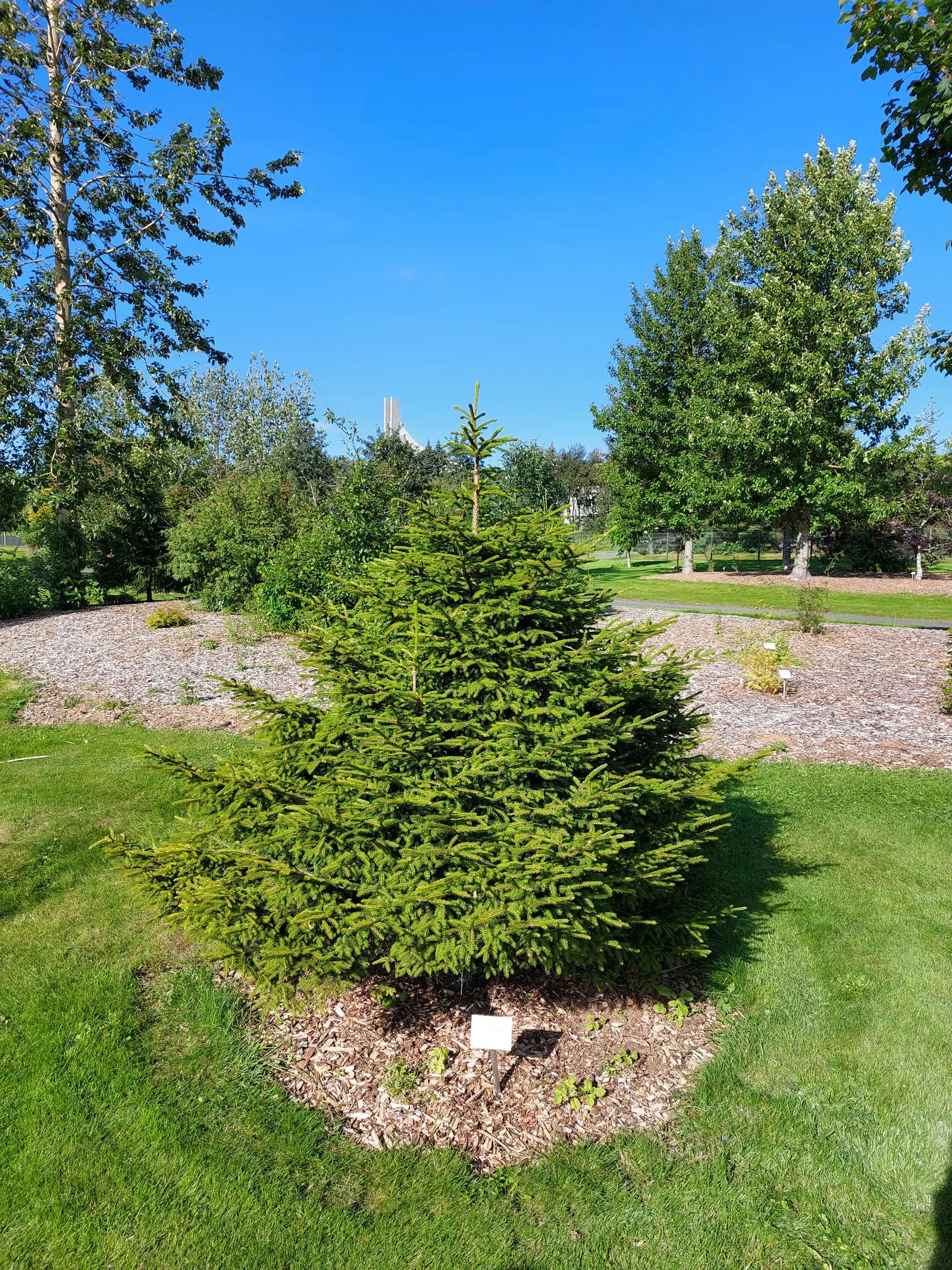 Oriental Spruce (Picea Orientalis) — purplish cones that mature to a lovely brown; this spruce variety boasts an array of petite, image 43