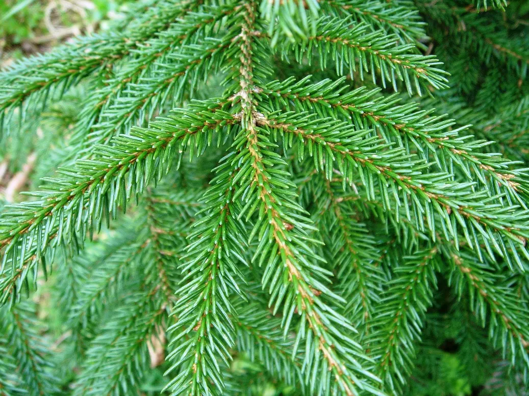 Oriental Spruce (Picea Orientalis) — this spruce variety boasts an array of petite; it reaches 50-60 feet in height and 20-30 feet in width, image 58