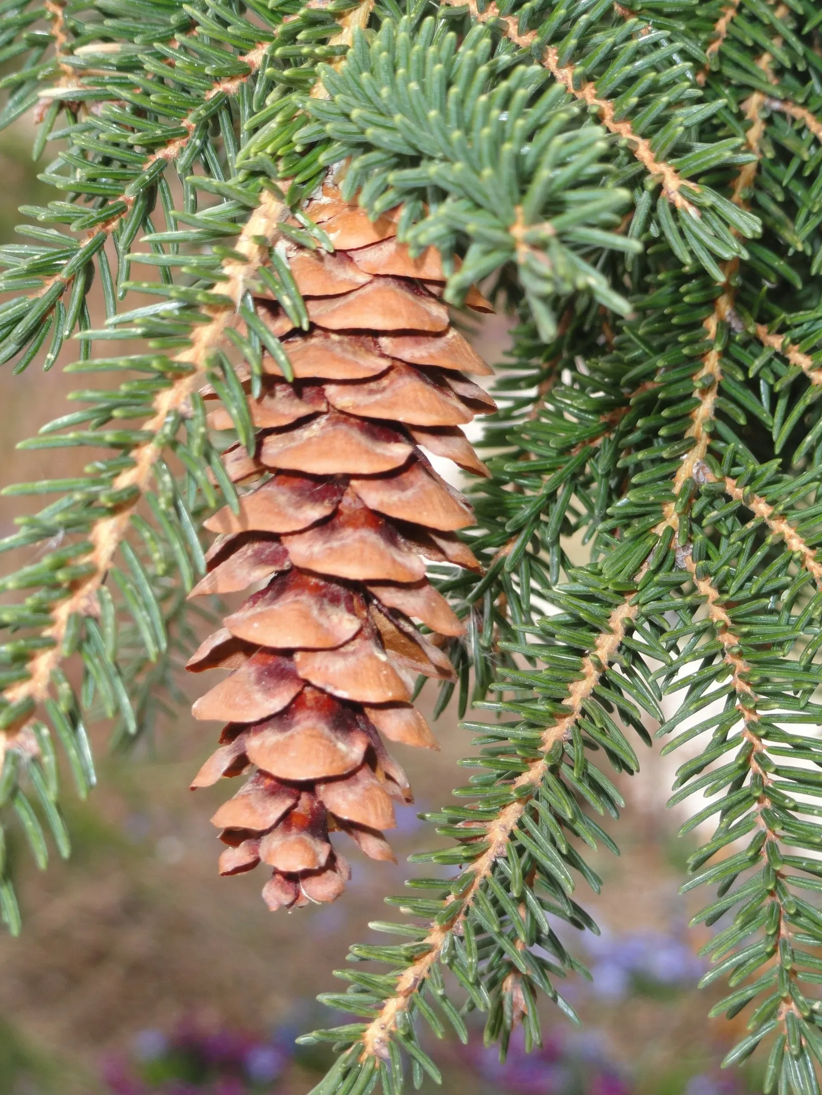 Oriental Spruce (Picea Orientalis) — and it will remain a resplendent fixture in your client's garden for many years to come