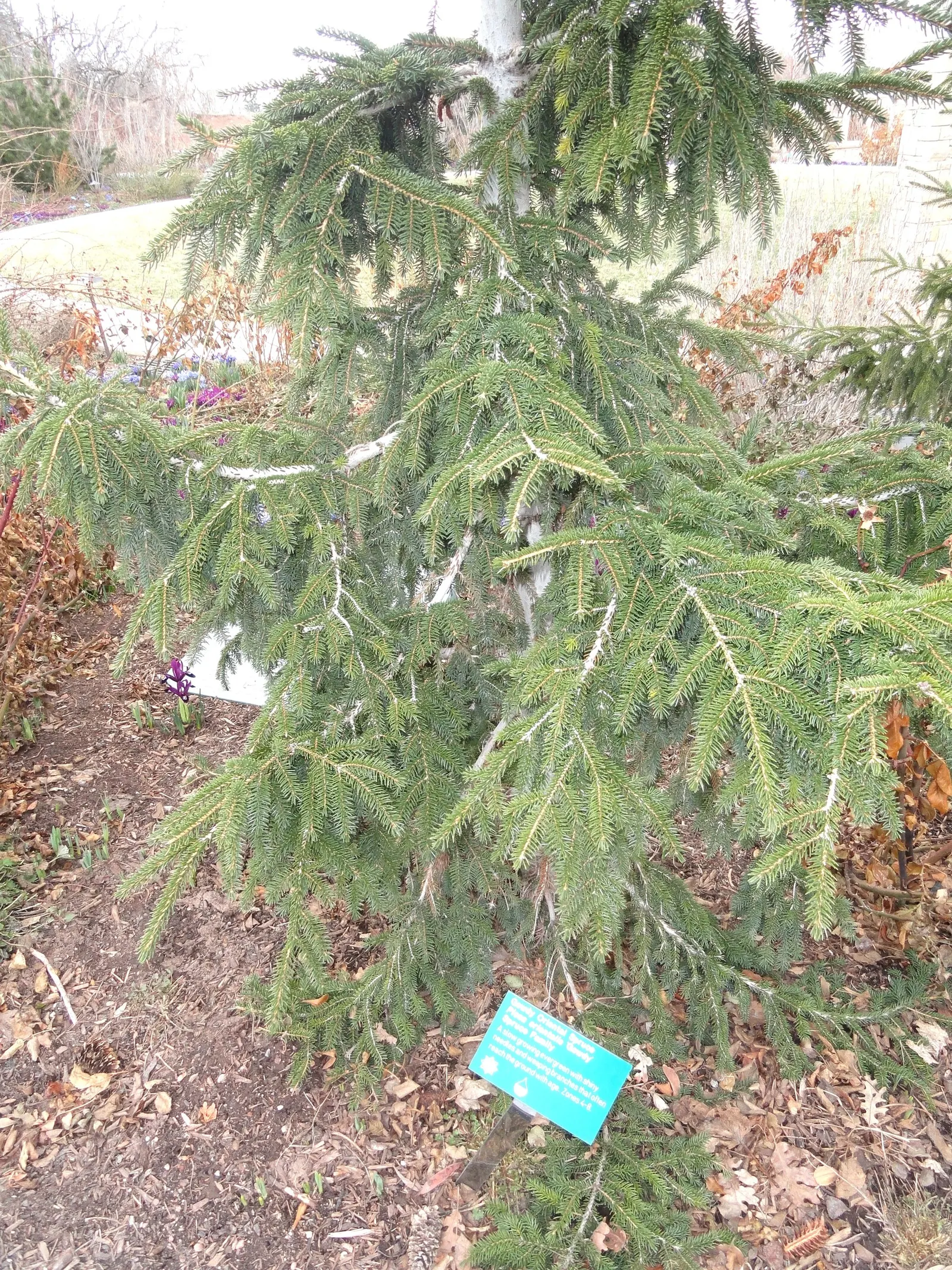 Oriental Spruce (Picea Orientalis) — The Oriental Spruce (Picea orientalis) is a majestic evergreen with dense, lush foliage; hardy in Zones 4-7, it thrives in