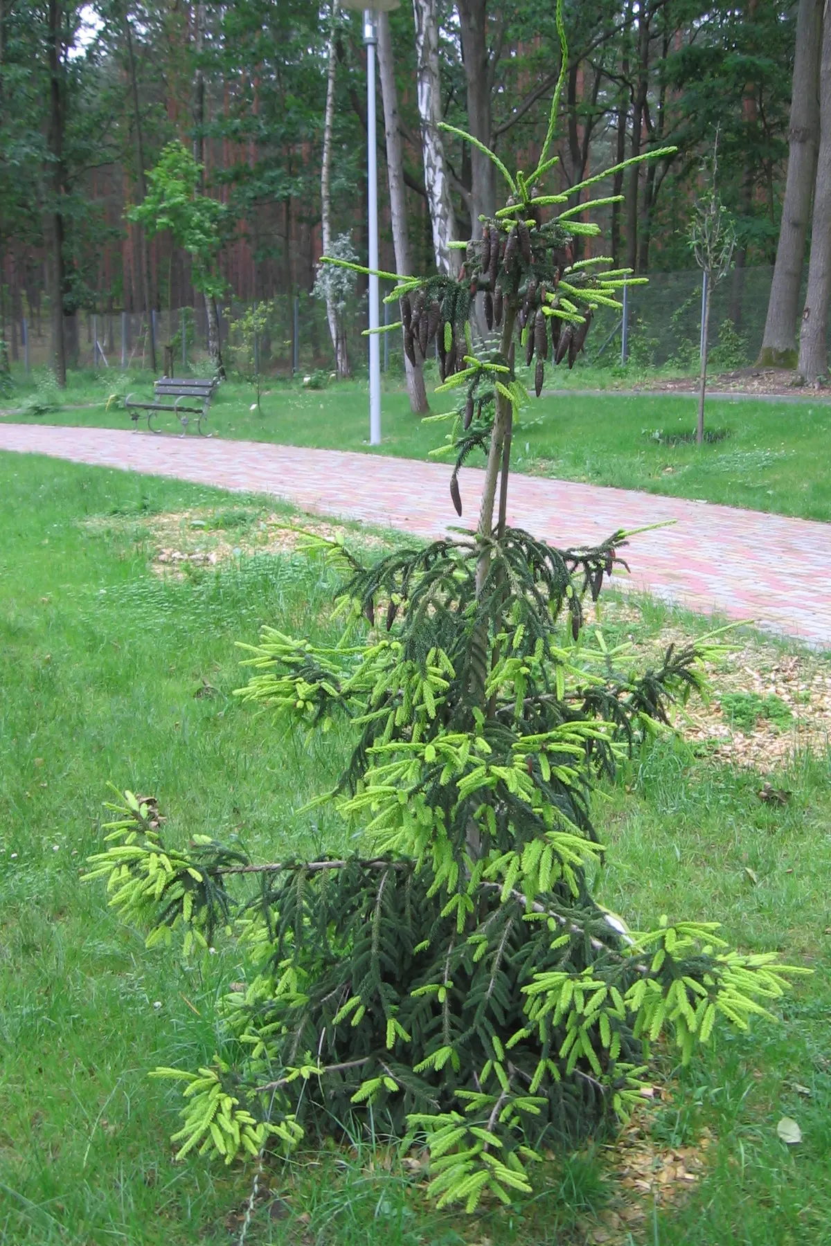 Oriental Spruce (Picea Orientalis) — Hailing from the Eastern Black Sea region