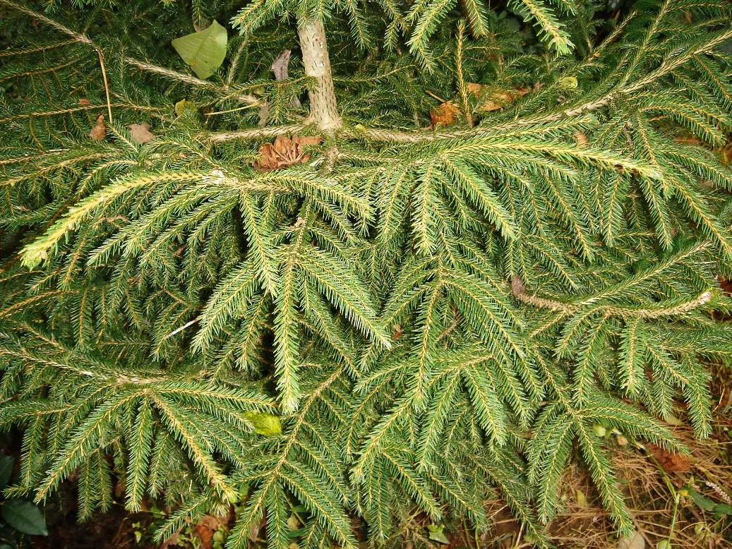 Oriental Spruce (Picea Orientalis) — Hardy in Zones 4-7, it thrives in full sun to partial shade and prefers well-drained soil