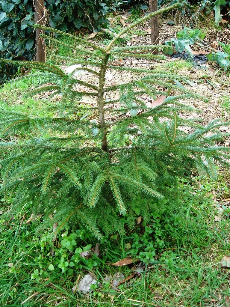Oriental Spruce (Picea Orientalis) — conifer / tree for full or half; acidic soil; it thrives in a spot with full to partial sunlight
