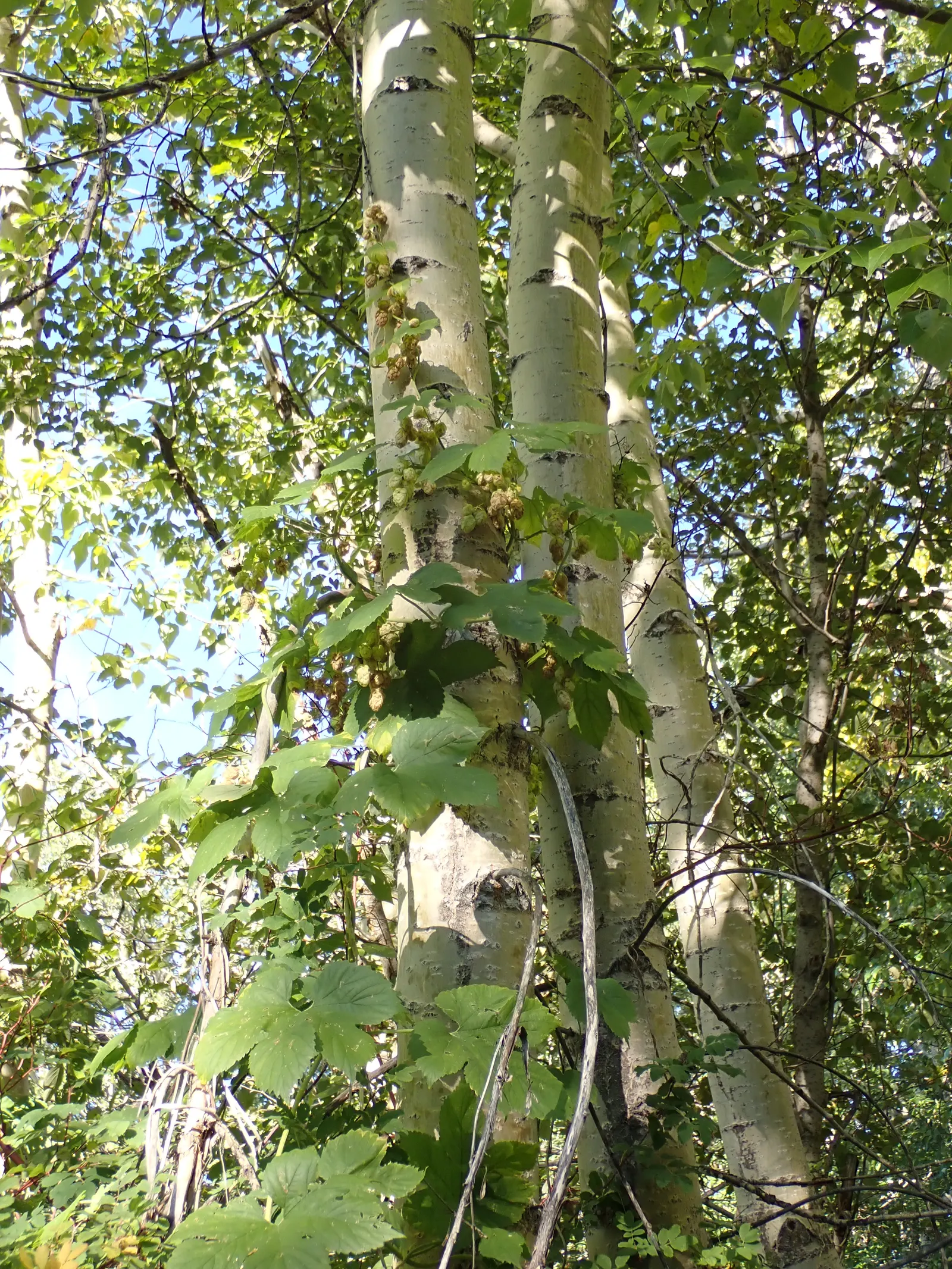 Creek Dogwood (Cornus Sericea Ssp. Occidentalis) — It typically reaches 6-12 feet in height, with similar spread, and thrives in USDA zones 4-8