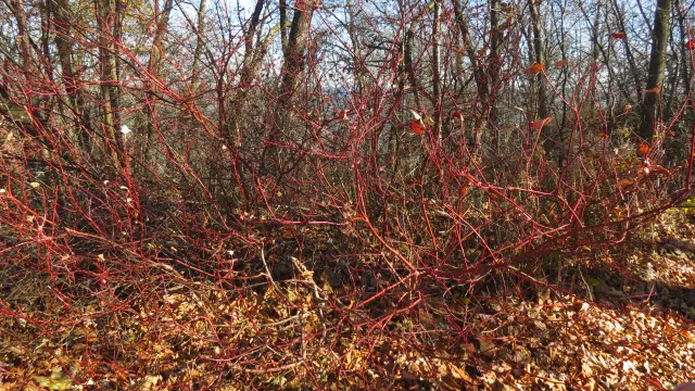 Creek Dogwood (Cornus Sericea Ssp. Occidentalis) — which provide a striking visual contrast against winter landscapes