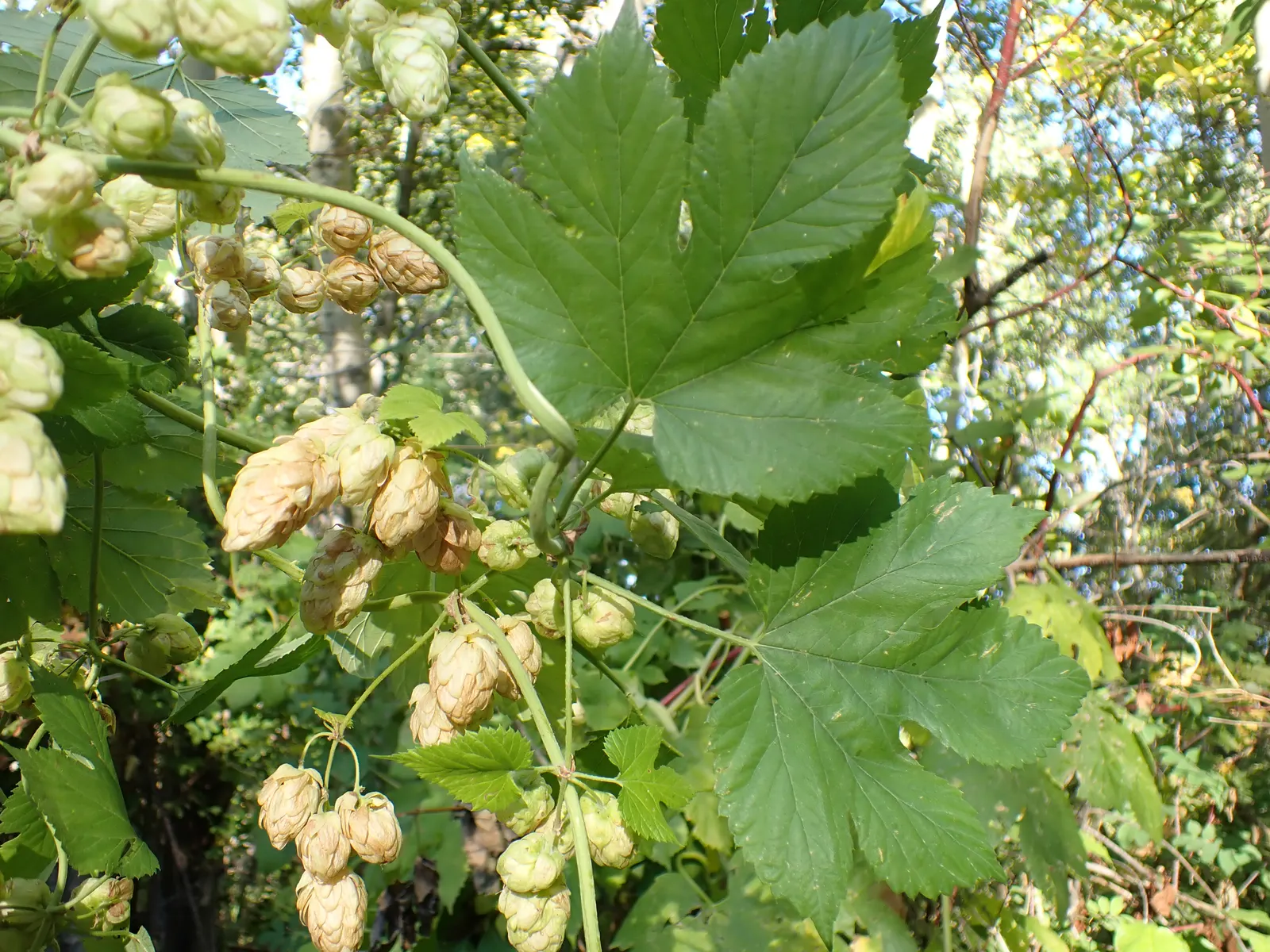 Creek Dogwood (Cornus Sericea Ssp. Occidentalis) — occidentalis is a robust choice for creating an attractive and wildlife-friendly garden design