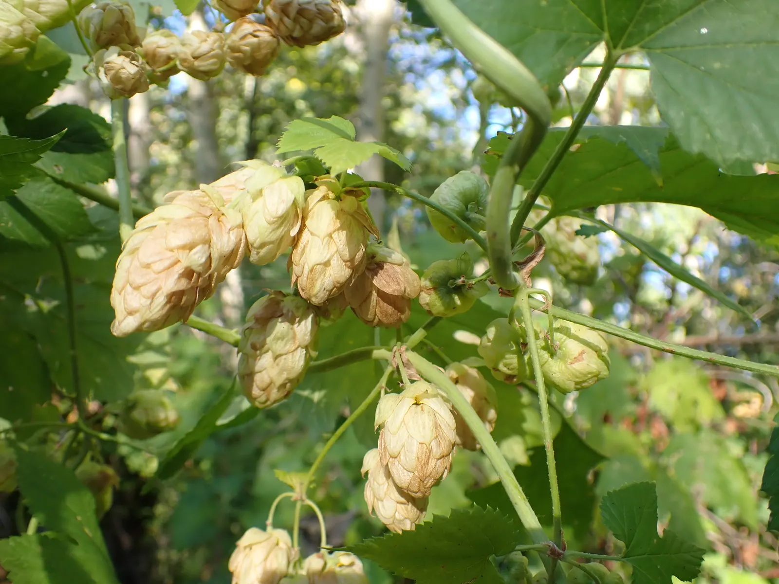 Creek Dogwood (Cornus Sericea Ssp. Occidentalis) — The fruits are a favored food source for birds