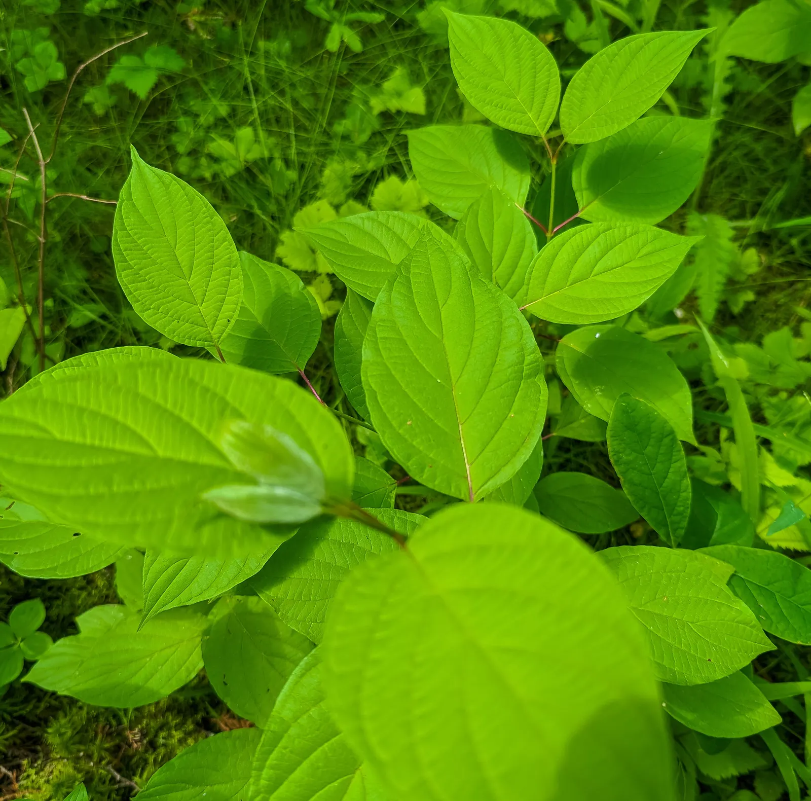Creek Dogwood (Cornus Sericea Ssp. Occidentalis) — Appreciated for its clusters of white flowers in spring and bluish fruits attracting birds