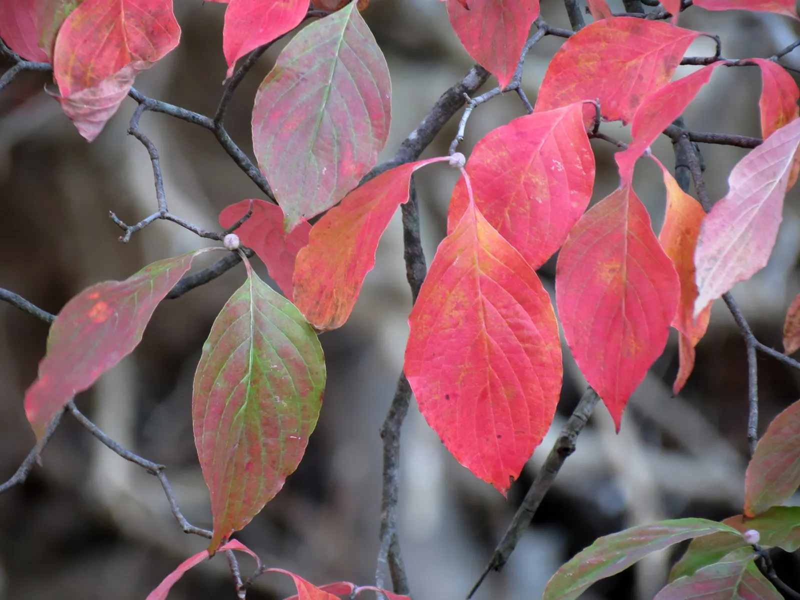 Creek Dogwood (Cornus Sericea Ssp. Occidentalis) — enhancing the garden's autumnal palette.<br><br>For optimal growth