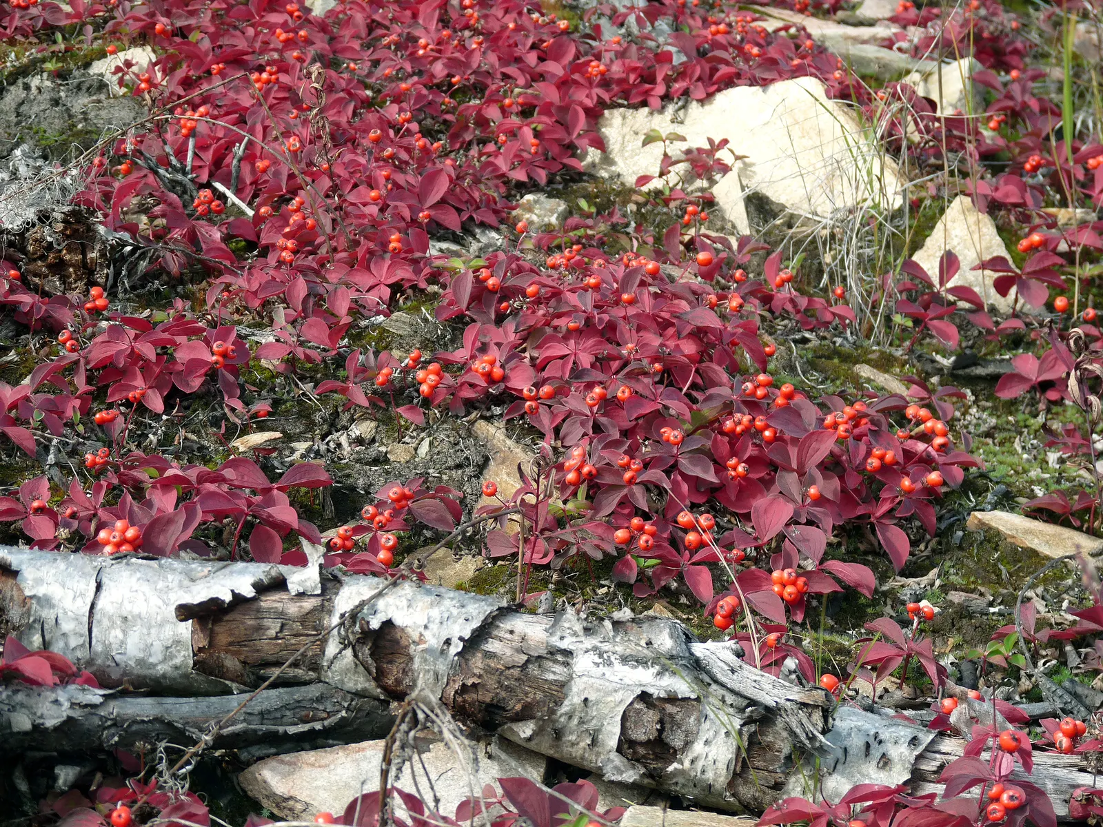 Creek Dogwood (Cornus Sericea Ssp. Occidentalis) — This characteristic contributes to its popularity as a naturalistic plant in garden design