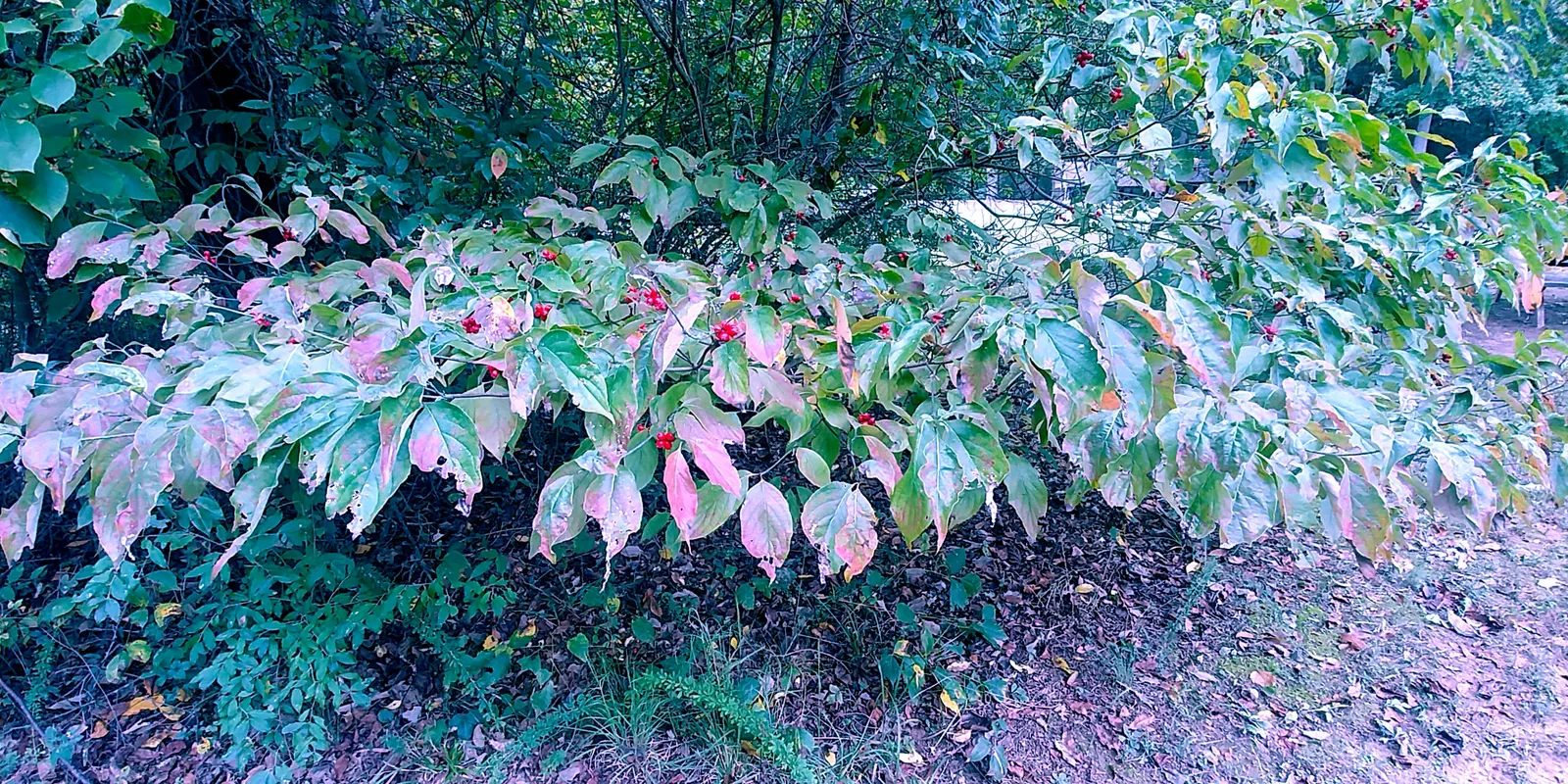Creek Dogwood (Cornus Sericea Ssp. Occidentalis) — making this shrub an excellent choice for clients interested in supporting local wildlife
