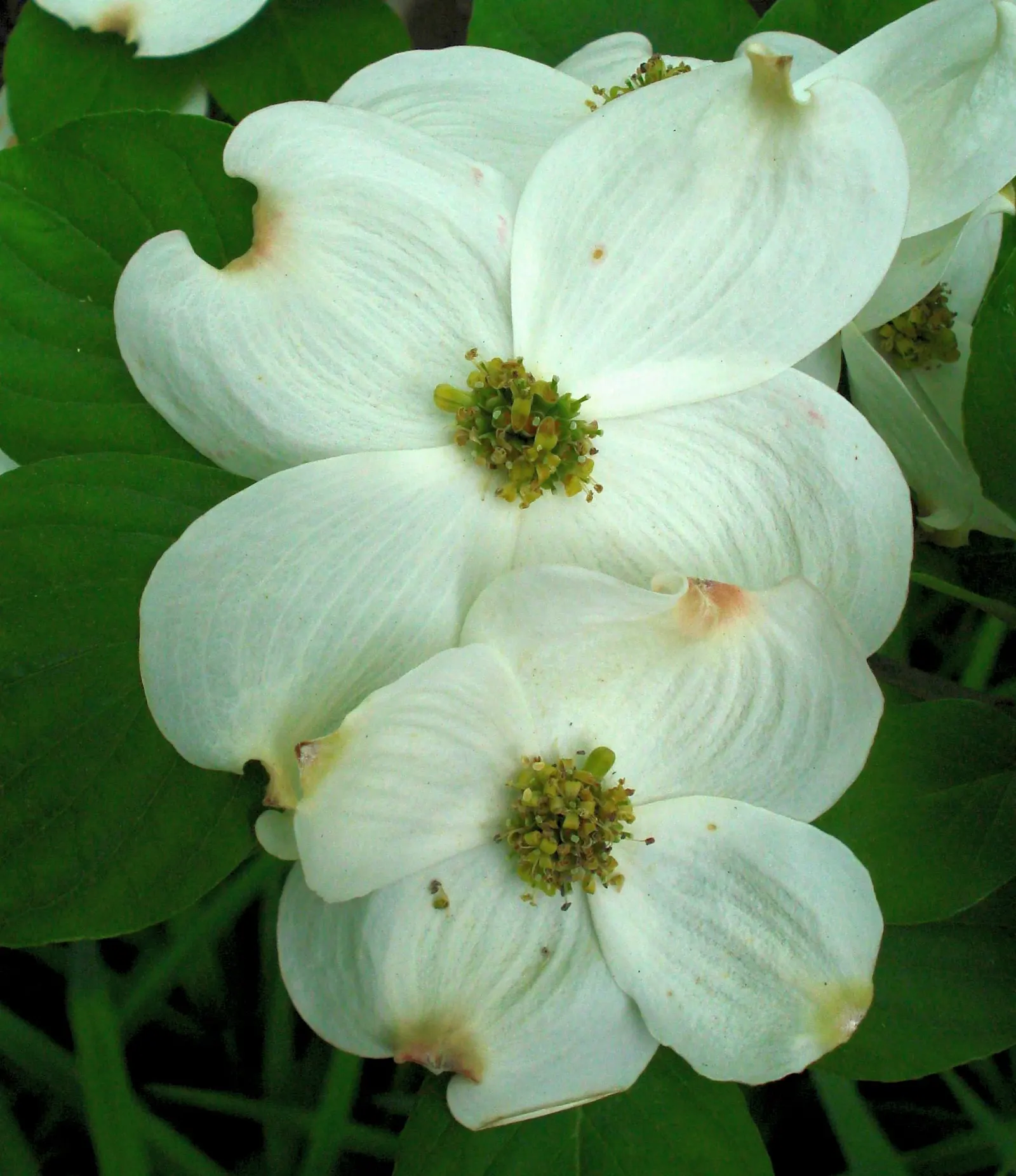 Creek Dogwood (Cornus Sericea Ssp. Occidentalis) — To maintain a tidy appearance and encourage vibrant stem growth