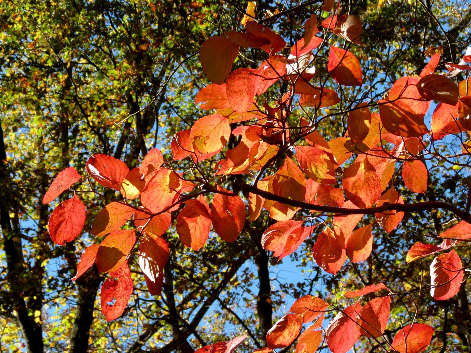 Creek Dogwood (Cornus Sericea Ssp. Occidentalis) — The Creek Dogwood, scientifically known as Cornus sericea ssp
