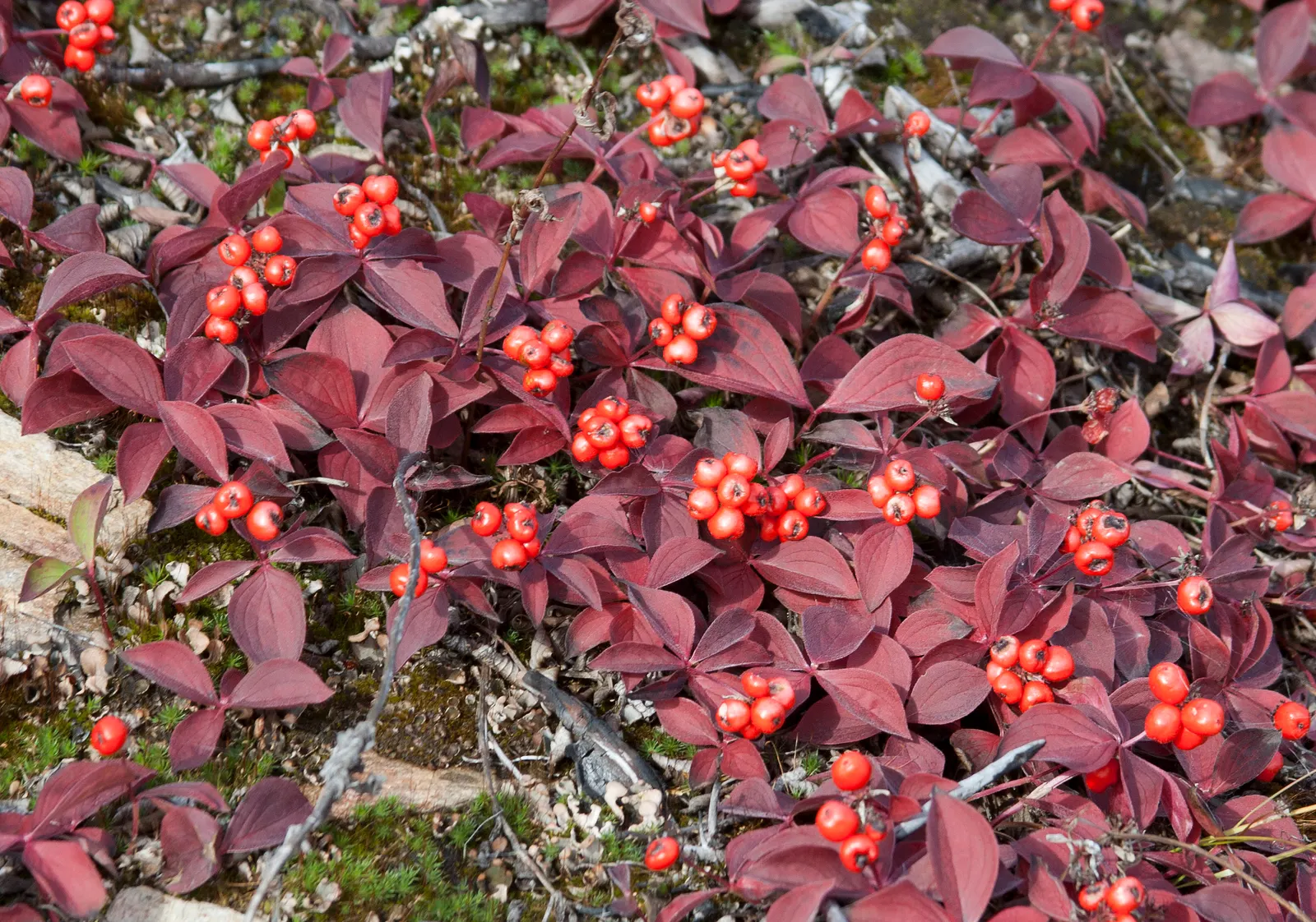 Creek Dogwood (Cornus Sericea Ssp. Occidentalis) — such as creek banks or pond edges