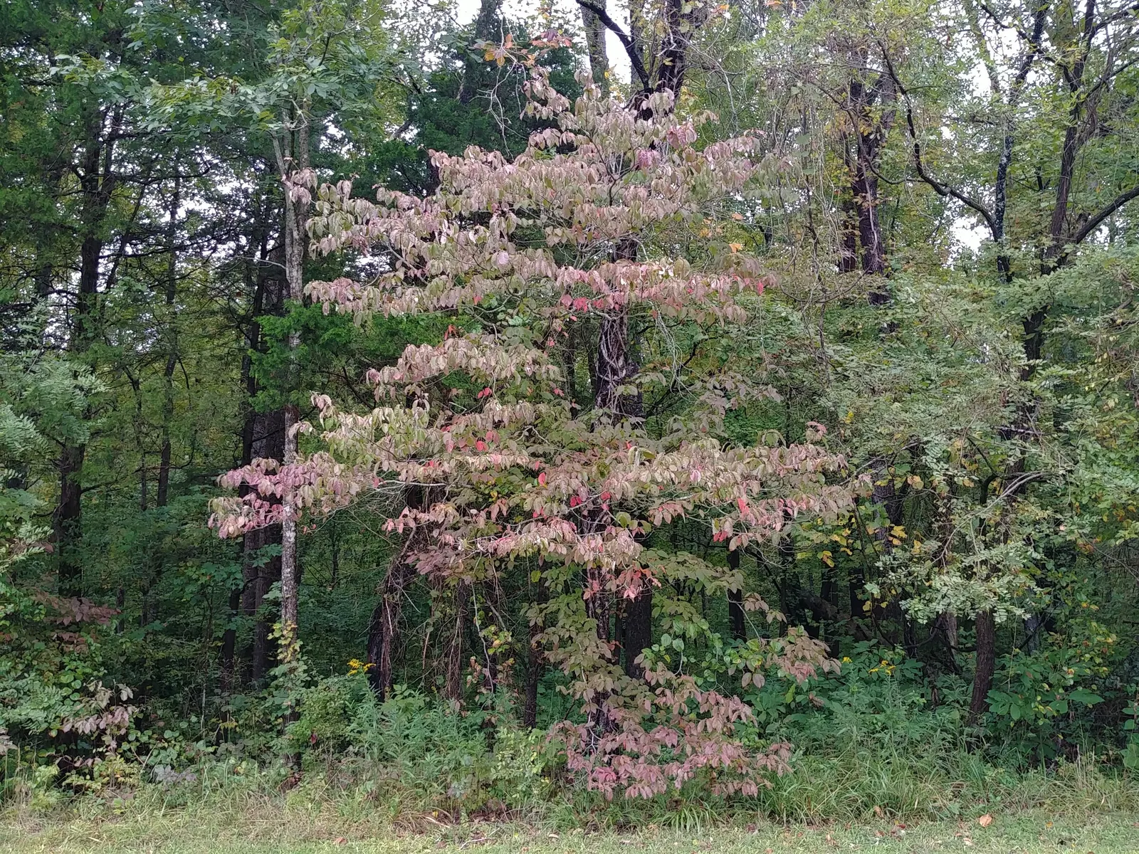 Creek Dogwood (Cornus Sericea Ssp. Occidentalis) — which makes it particularly suited to riparian areas