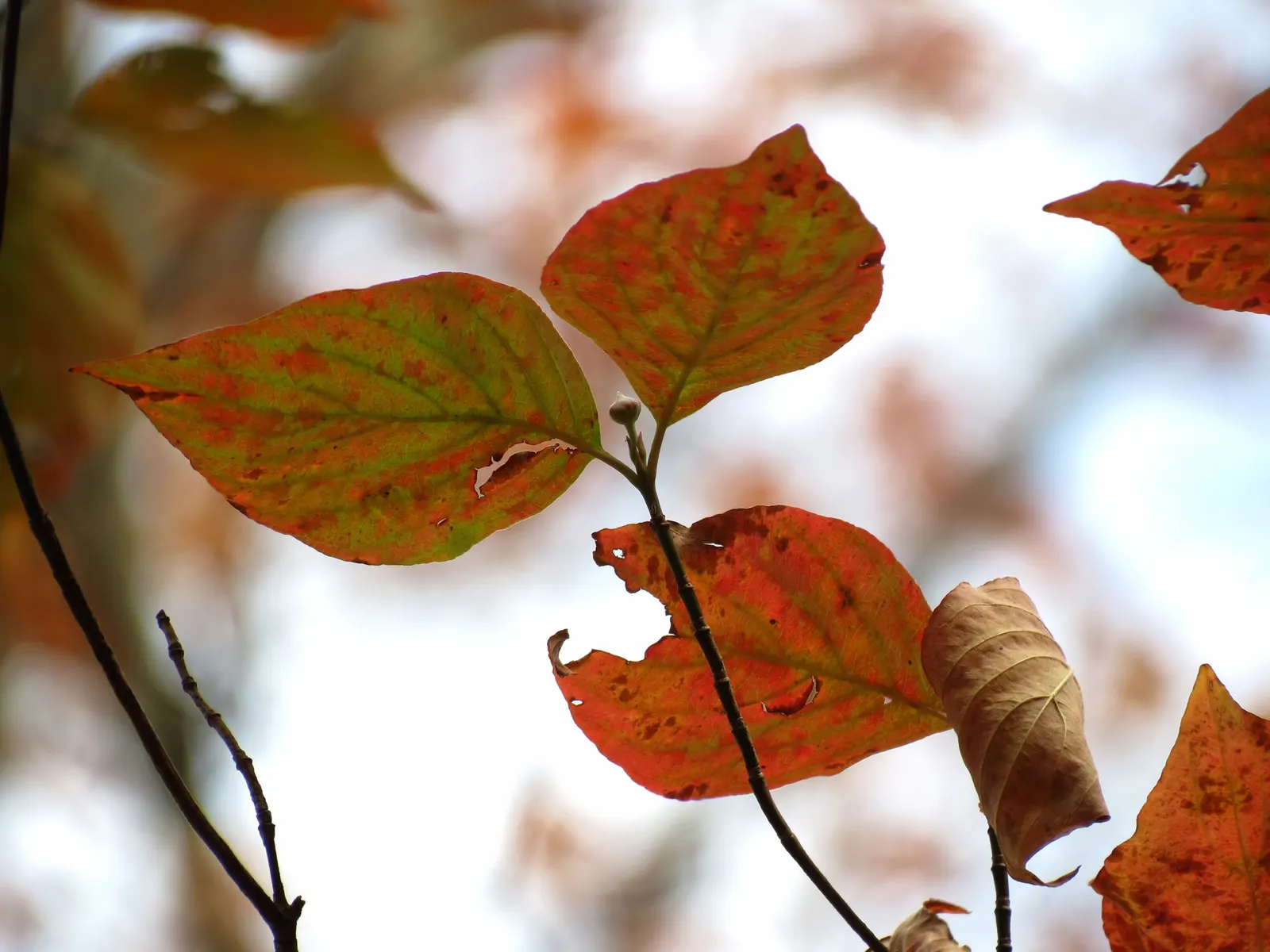 Creek Dogwood (Cornus Sericea Ssp. Occidentalis) — annual pruning in late winter or early spring is recommended
