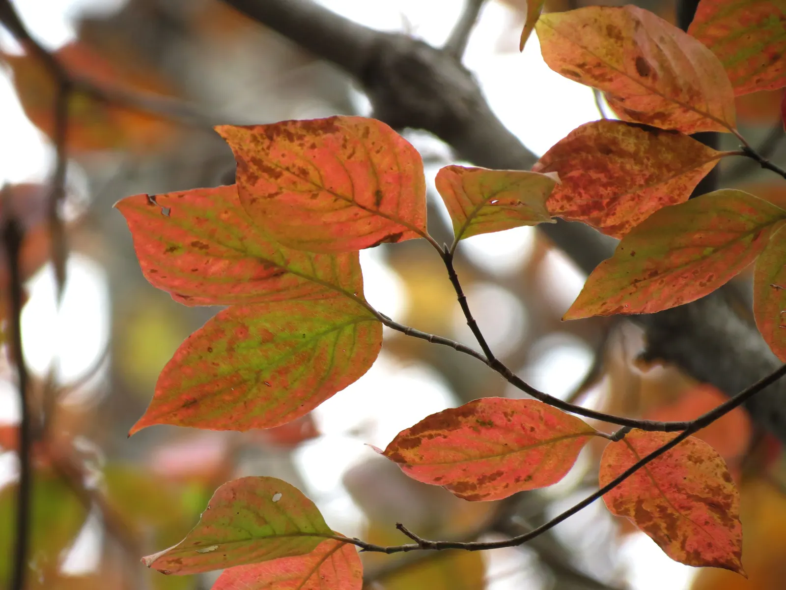 Creek Dogwood (Cornus Sericea Ssp. Occidentalis) — making it perfect for naturalistic plantings and riparian buffers