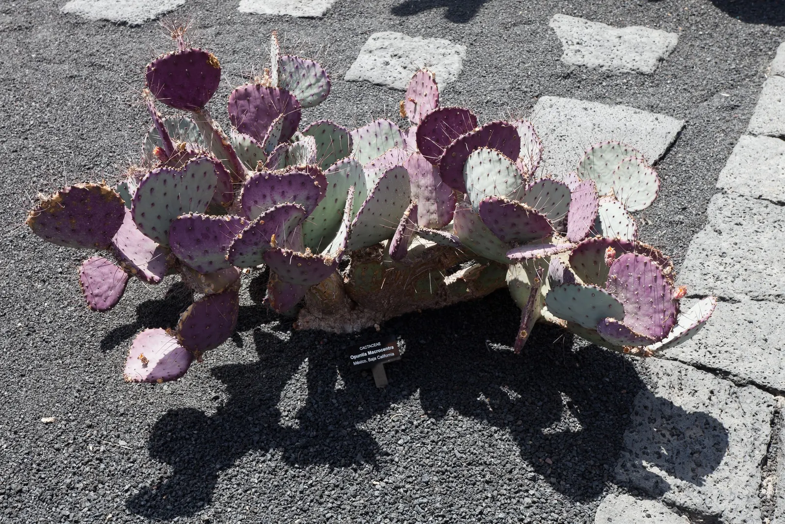 Black-Spine Prickly Pear (Opuntia Macrocentra) — cactus / succulent for full