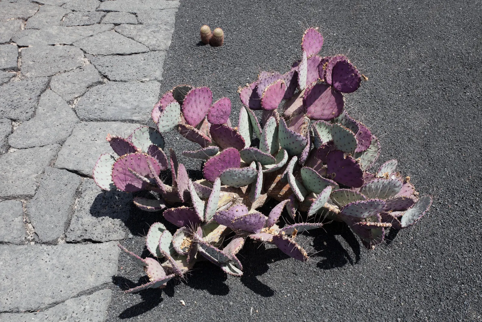 Black-Spine Prickly Pear (Opuntia Macrocentra) — When planting this succulent