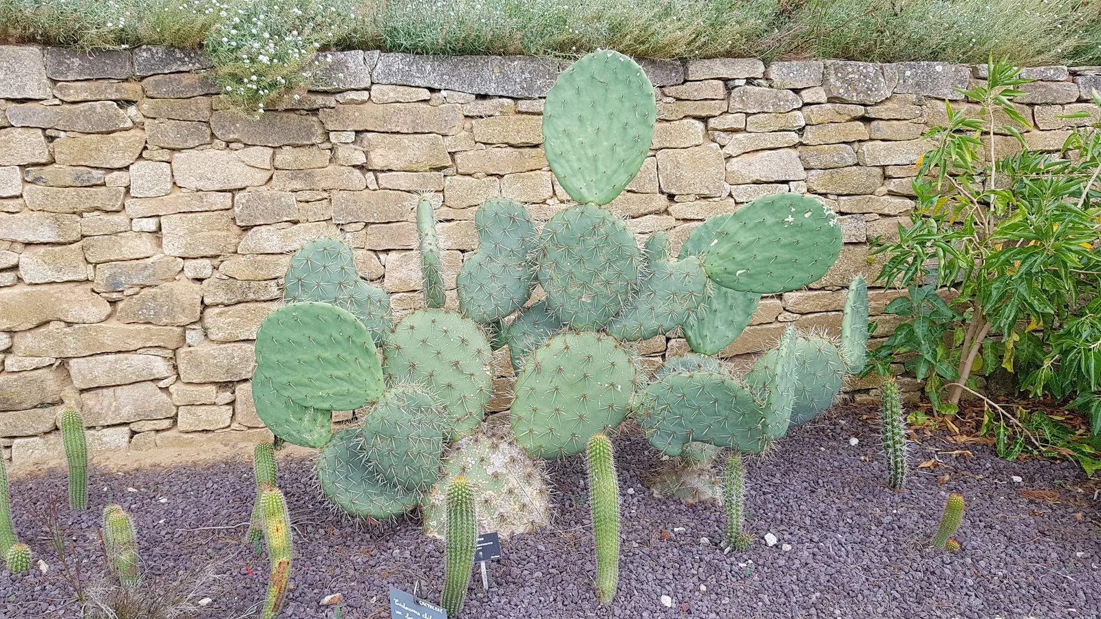 Black-Spine Prickly Pear (Opuntia Macrocentra) — Its paddle-like segments are typically 6 to 12 inches long and about the same across