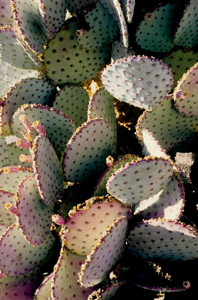 Black-Spine Prickly Pear (Opuntia Macrocentra) — which are both decorative and edible