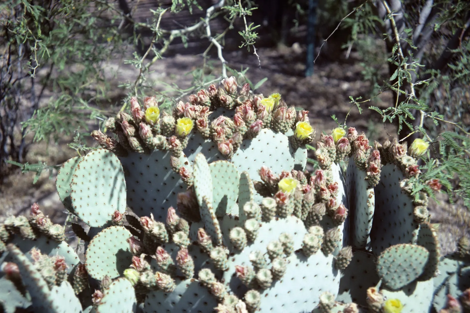 Black-Spine Prickly Pear (Opuntia Macrocentra) — ideal for xeriscaping in USDA zones 8-10