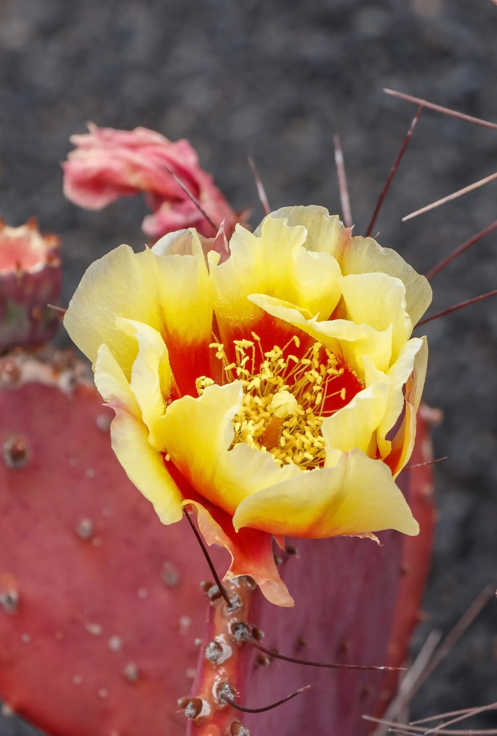 Black-Spine Prickly Pear (Opuntia Macrocentra) — the Black-Spine Prickly Pear is low-maintenance