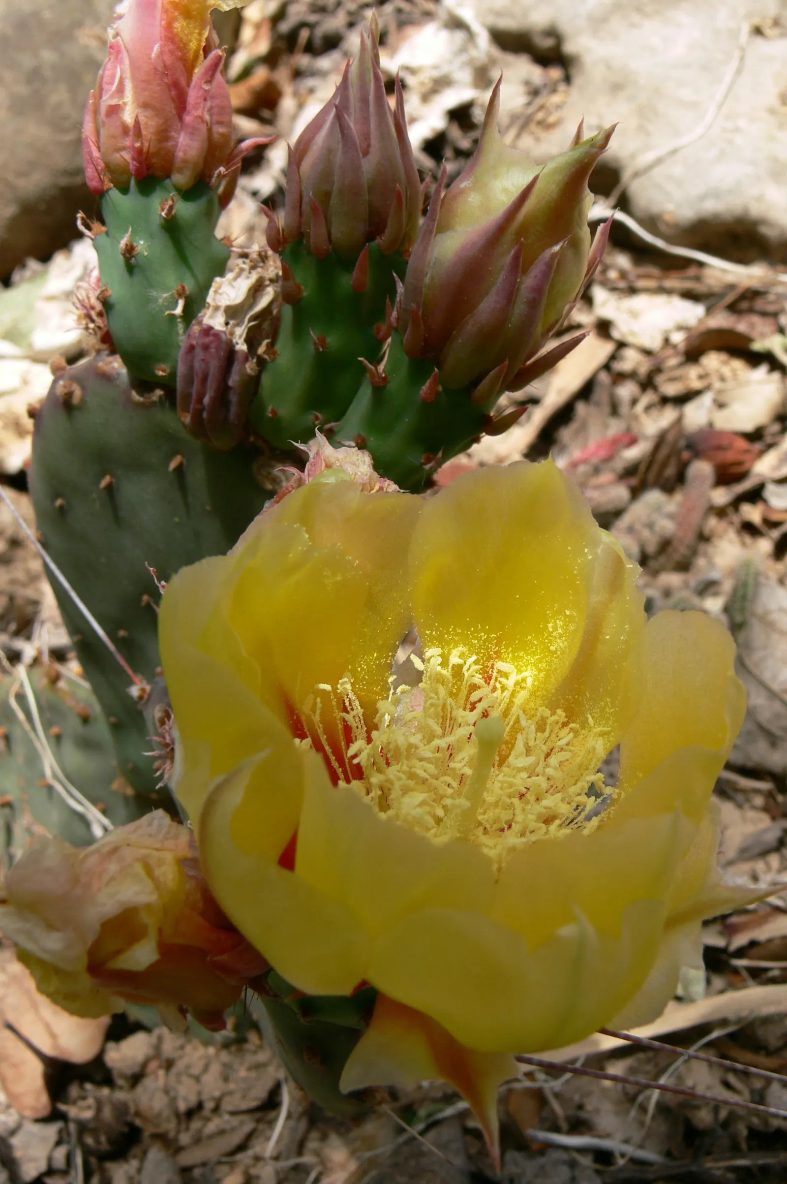 Black-Spine Prickly Pear (Opuntia Macrocentra) — This robust cactus can reach heights of 2 to 3 feet and spreads approximately 4 to 5 feet wide