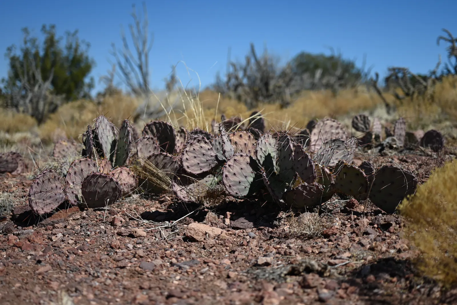 Black-Spine Prickly Pear (Opuntia Macrocentra) — Minimal watering is required once established, mainly during prolonged dry spells