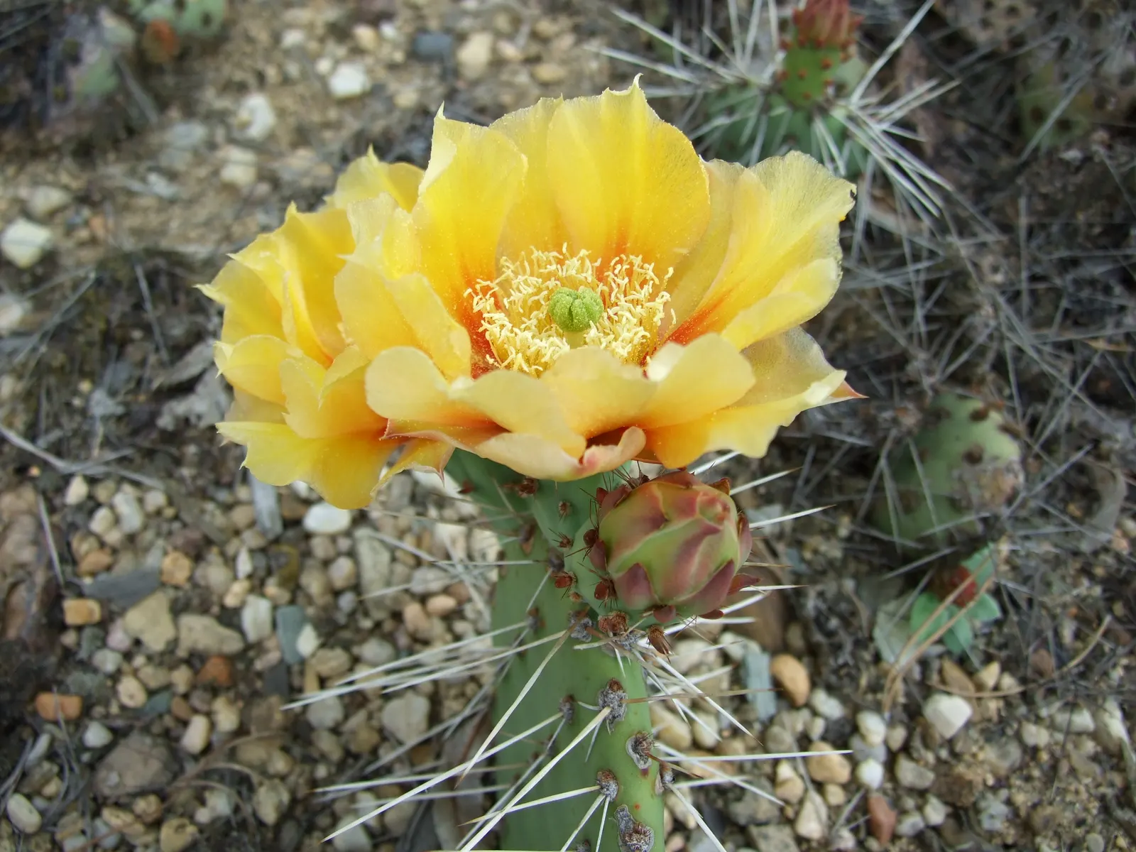 Black-Spine Prickly Pear (Opuntia Macrocentra) — preferring full sun conditions to ensure vigorous growth and optimal flowering