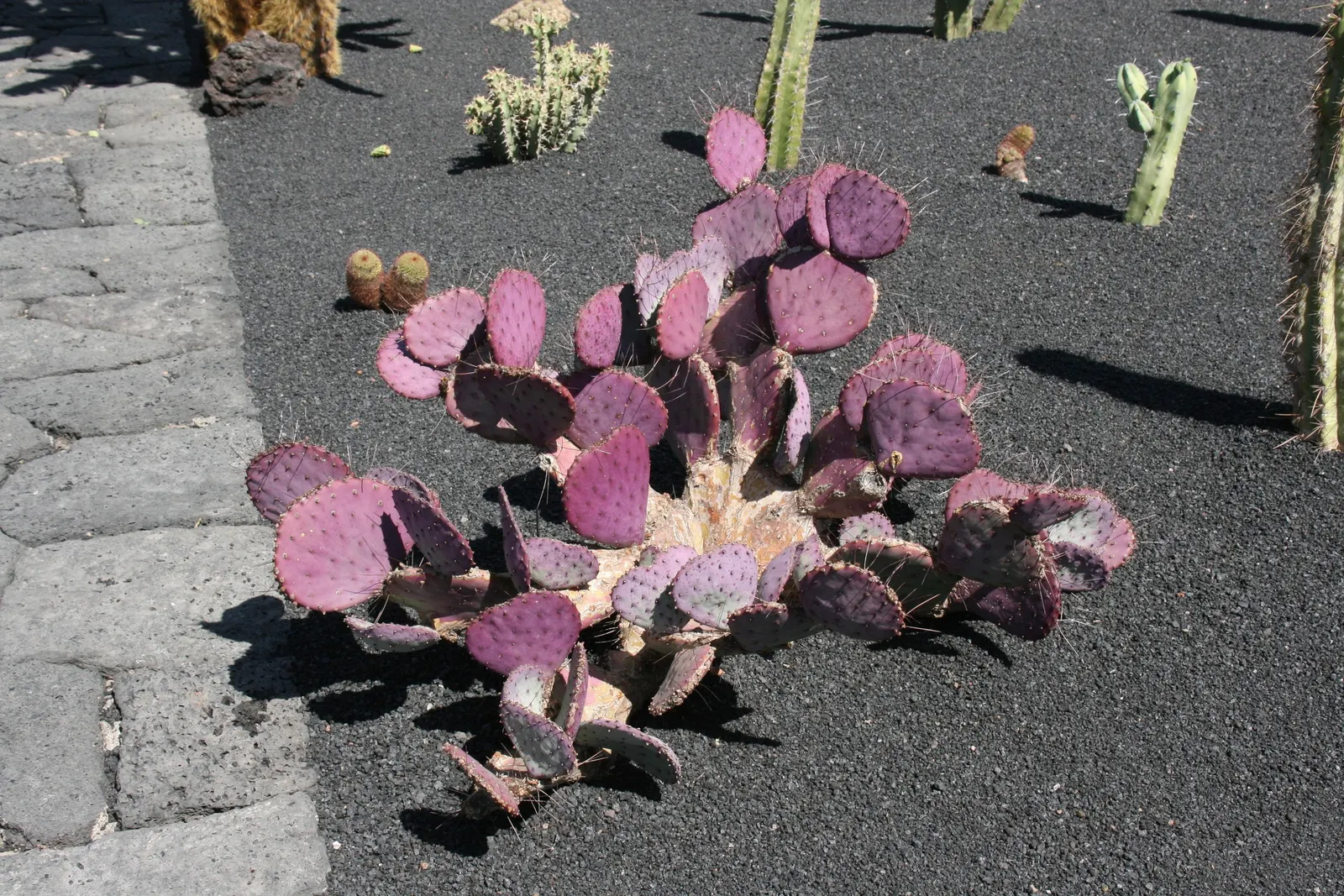 Black-Spine Prickly Pear (Opuntia Macrocentra) — cactus / succulent with red and yellow blooms