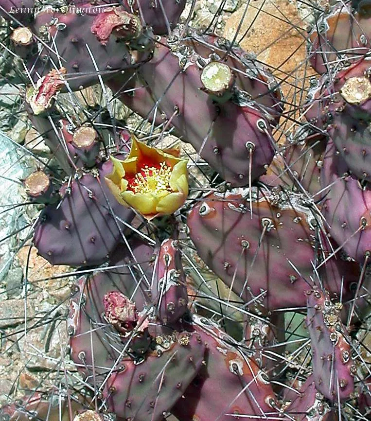Black-Spine Prickly Pear (Opuntia Macrocentra) — red and yellow flowers in the garden