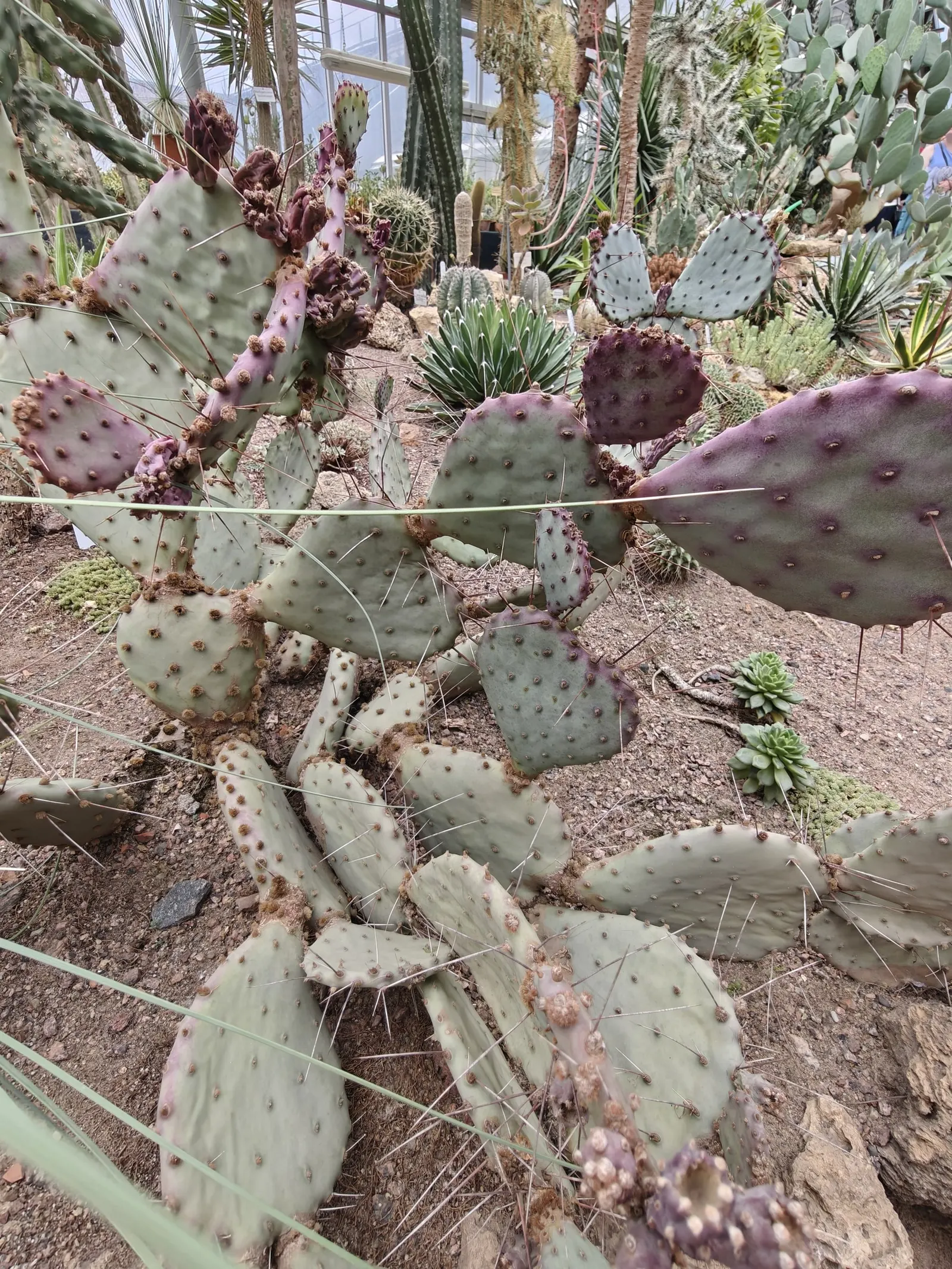 Black-Spine Prickly Pear (Opuntia Macrocentra) — This drought-tolerant plant reaches 2-3 feet in height and spreads up to 4-5 feet