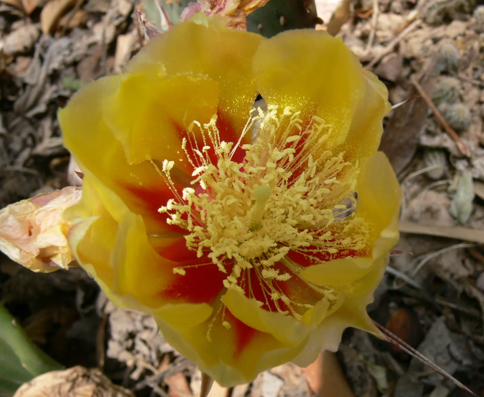 Black-Spine Prickly Pear (Opuntia Macrocentra) — It features large, flat, blue-green pads, with contrasting long black spines up to 2 inches long; ideal for