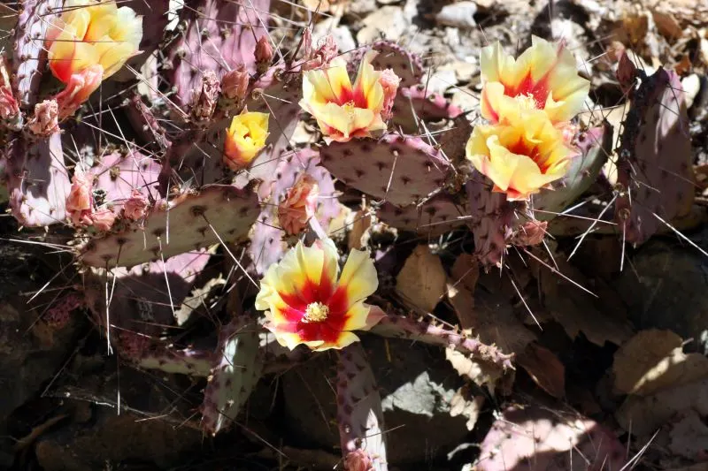 Black-Spine Prickly Pear (Opuntia Macrocentra) — it produces purple fruits